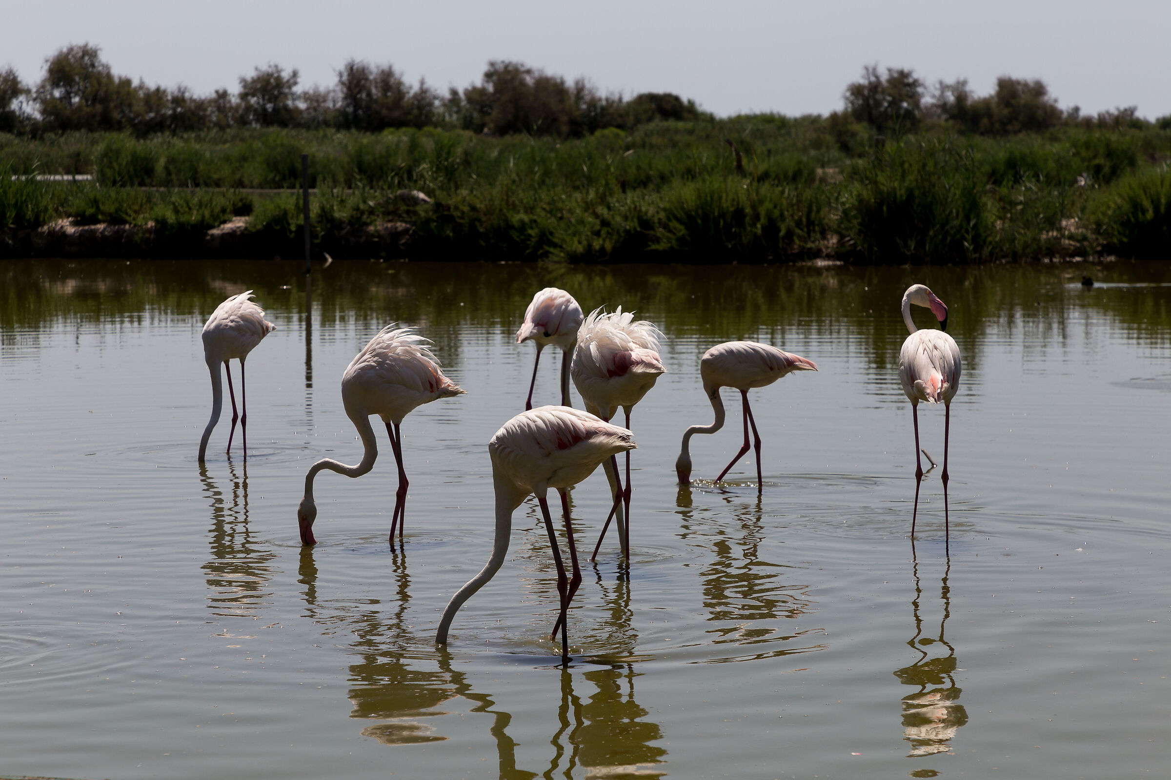 Les Santes Maries de la mer, Parco ornitologico