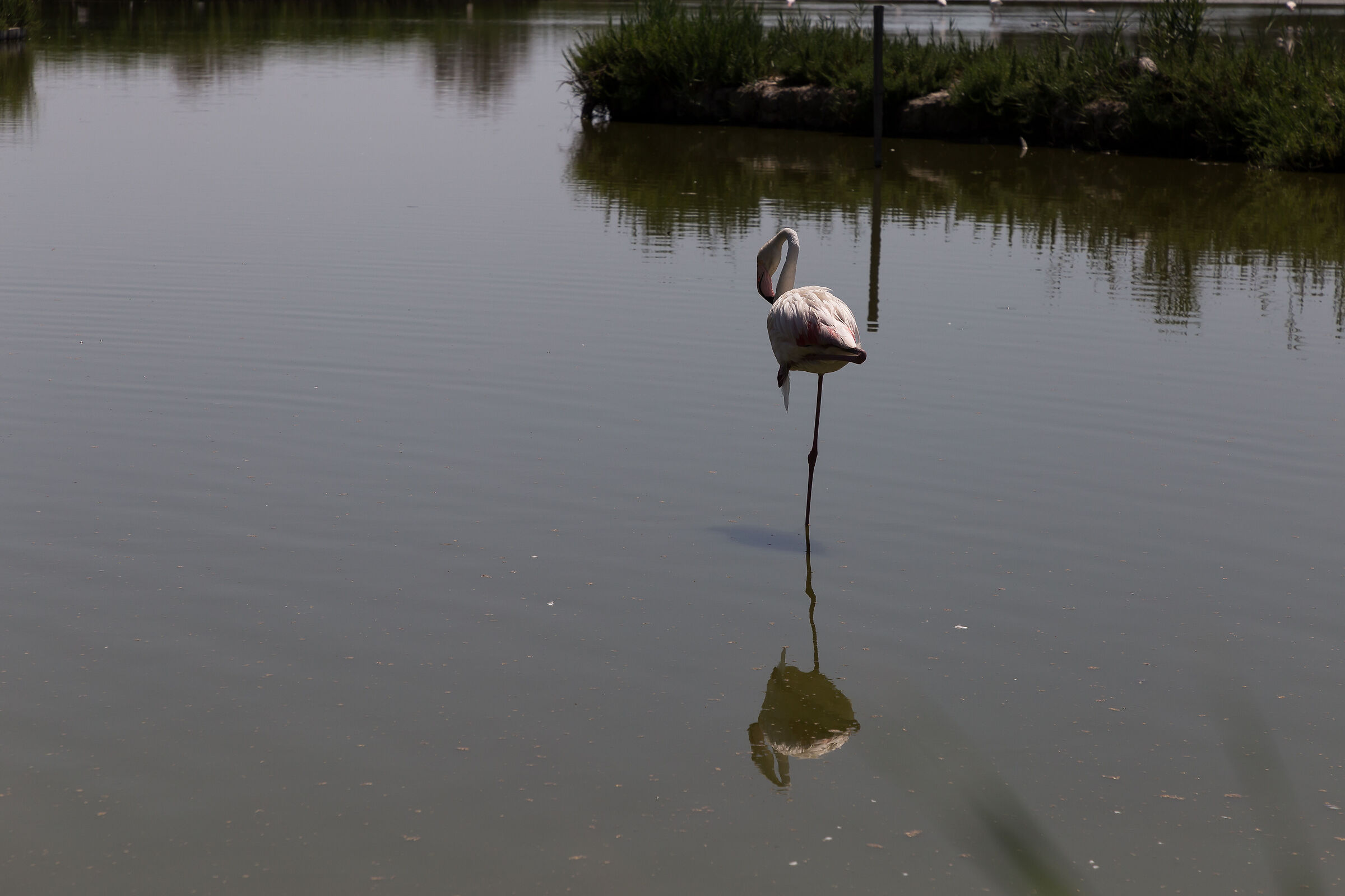 Les Santes Maries de la mer, Parco onrnitologico