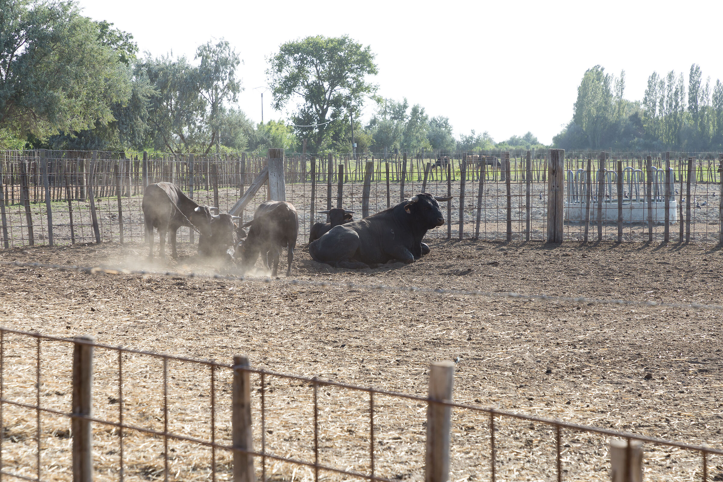 Scamargue, tori della Camargue
