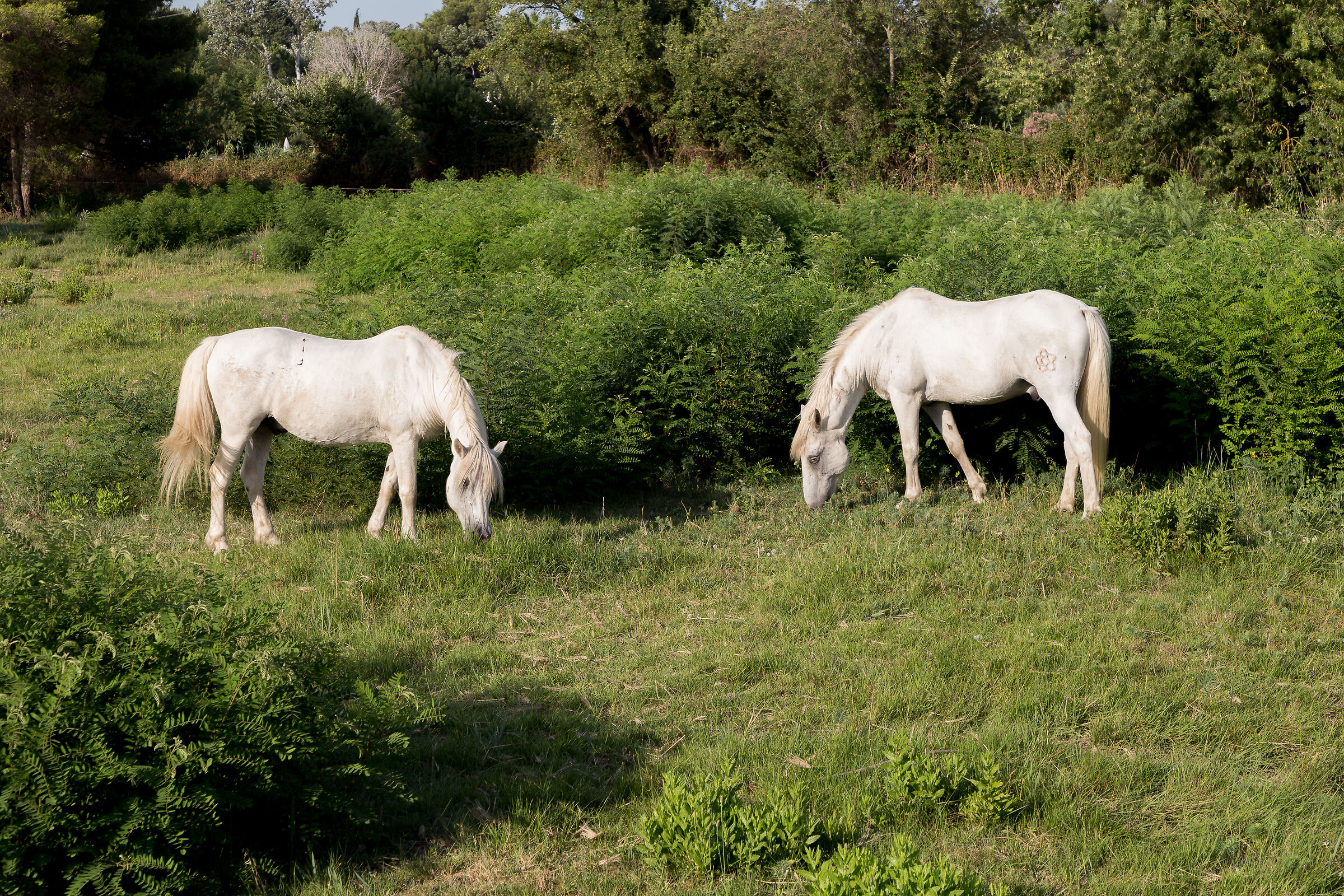 Scamargue, Cavalli della Camargue