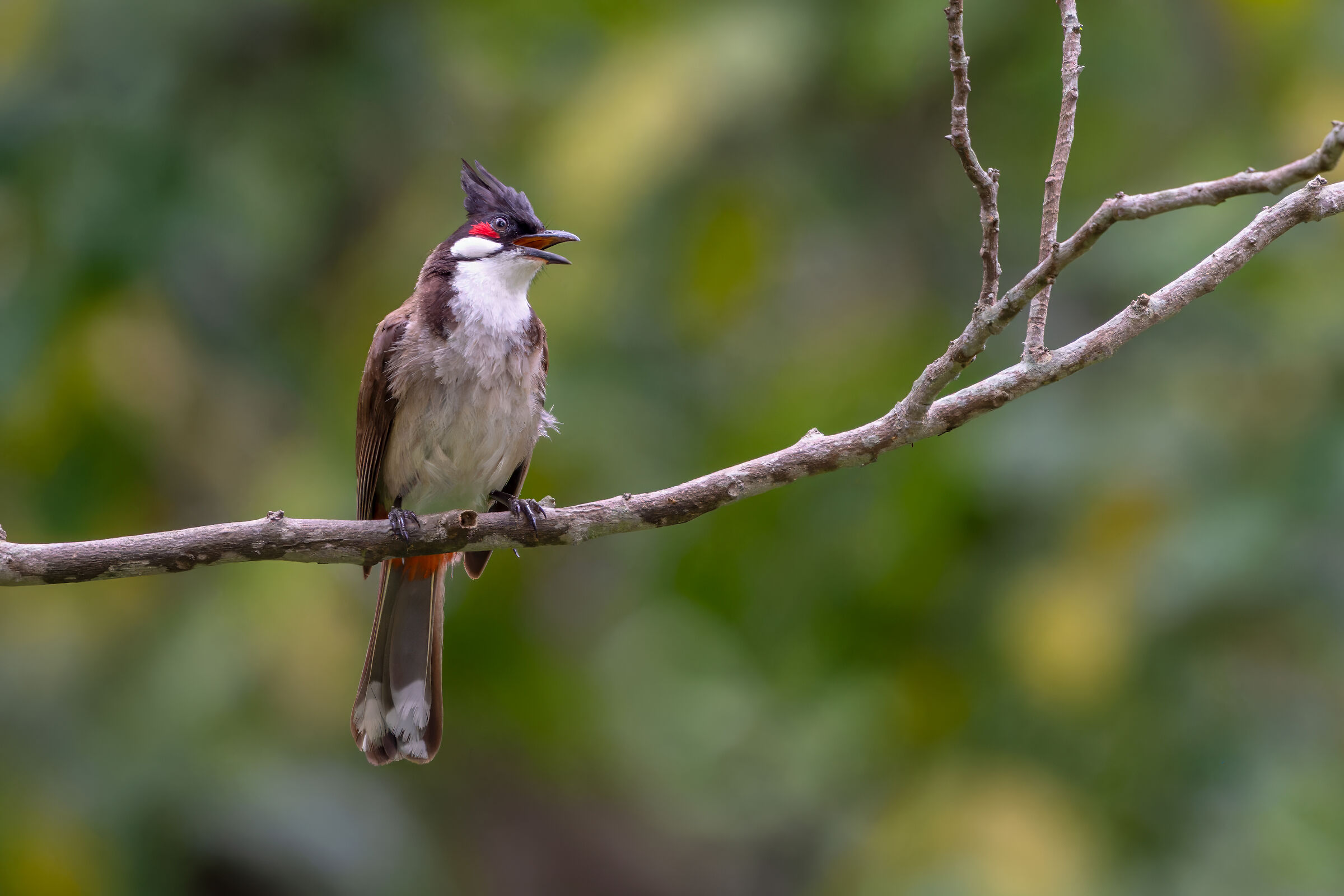 Red-whiskered bulbul (Pycnonotus jocosus), or crested b