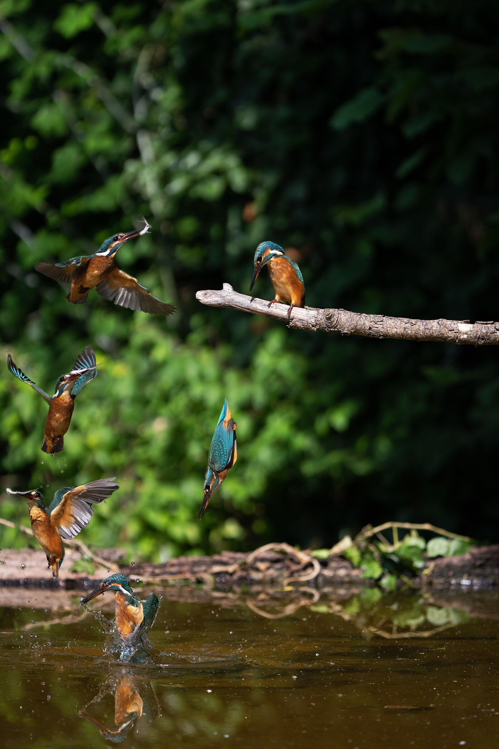 The Kingfisher Launch