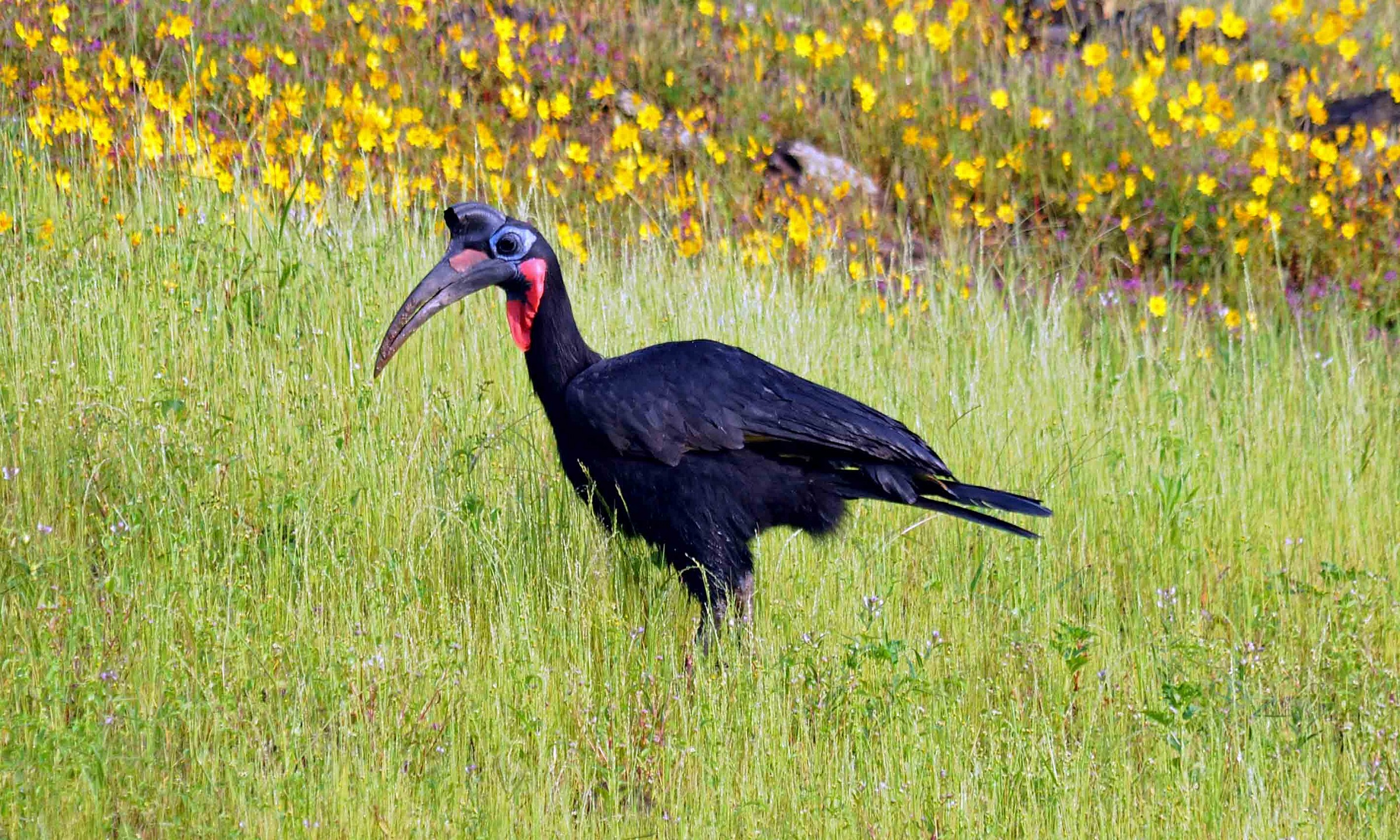 Abyssinian Ground Hornbill - Bucorvus abyssinicus