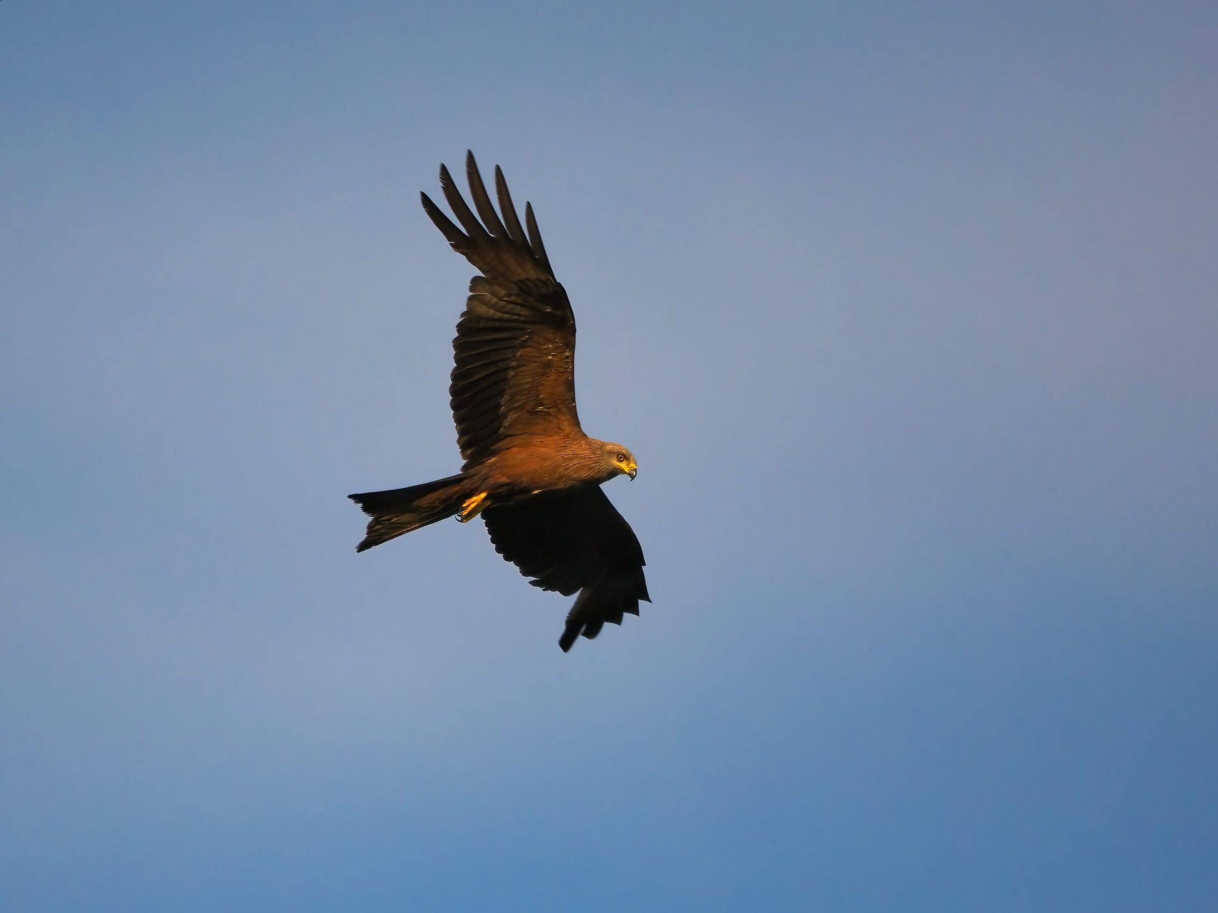 Black kite
