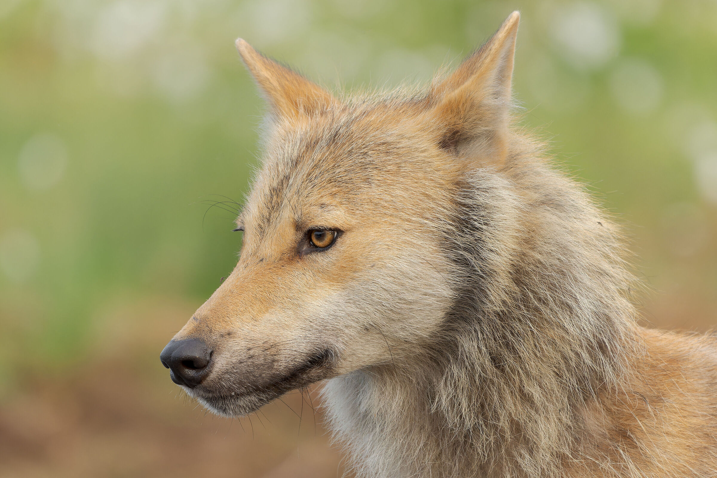 Wolf closeup