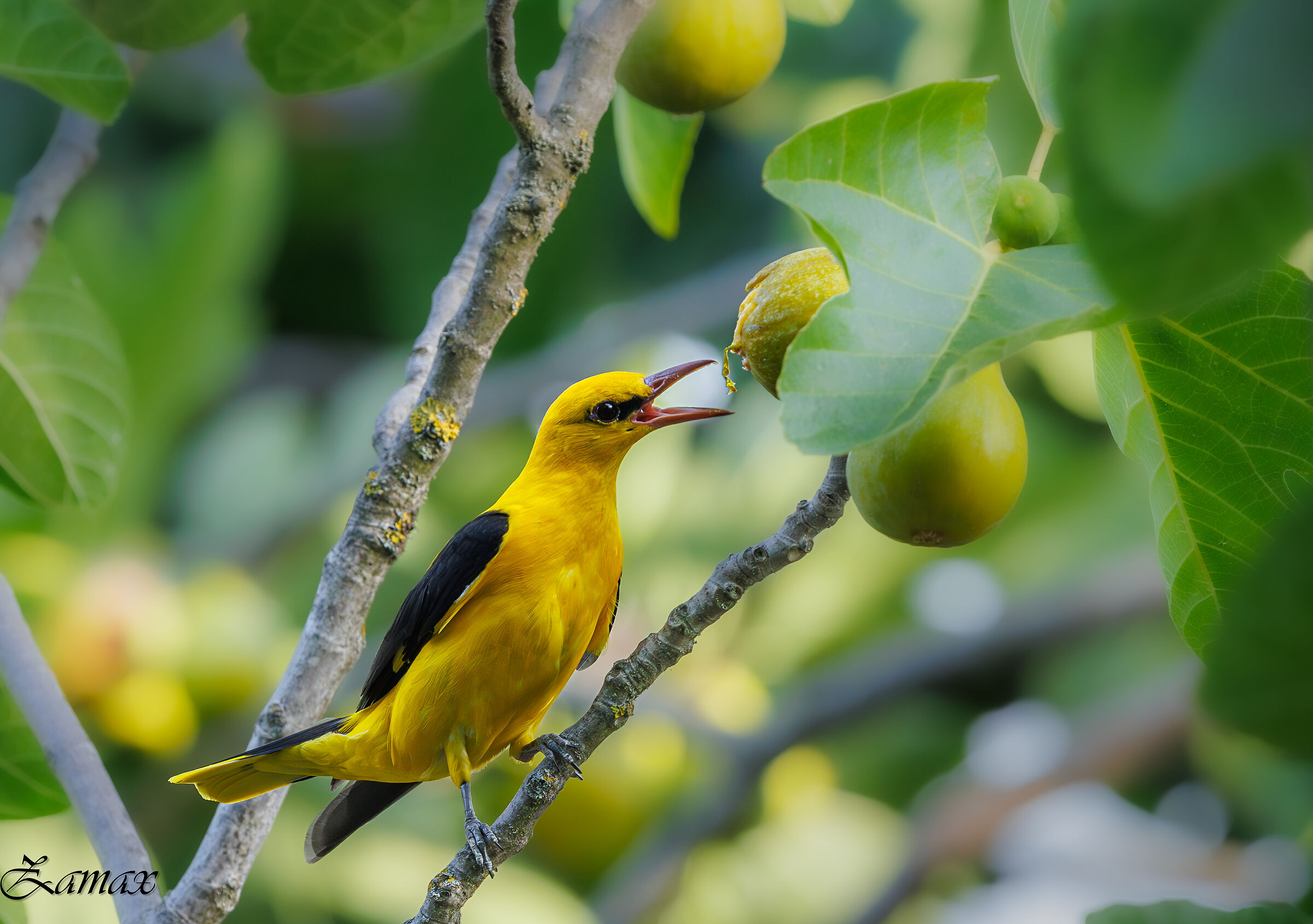 Golden oriole
