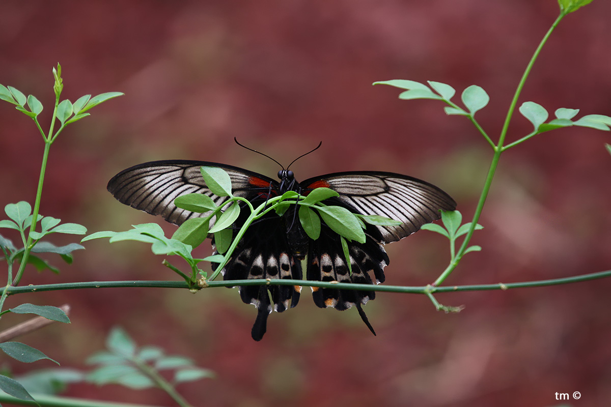 Papilio Rumanzovia