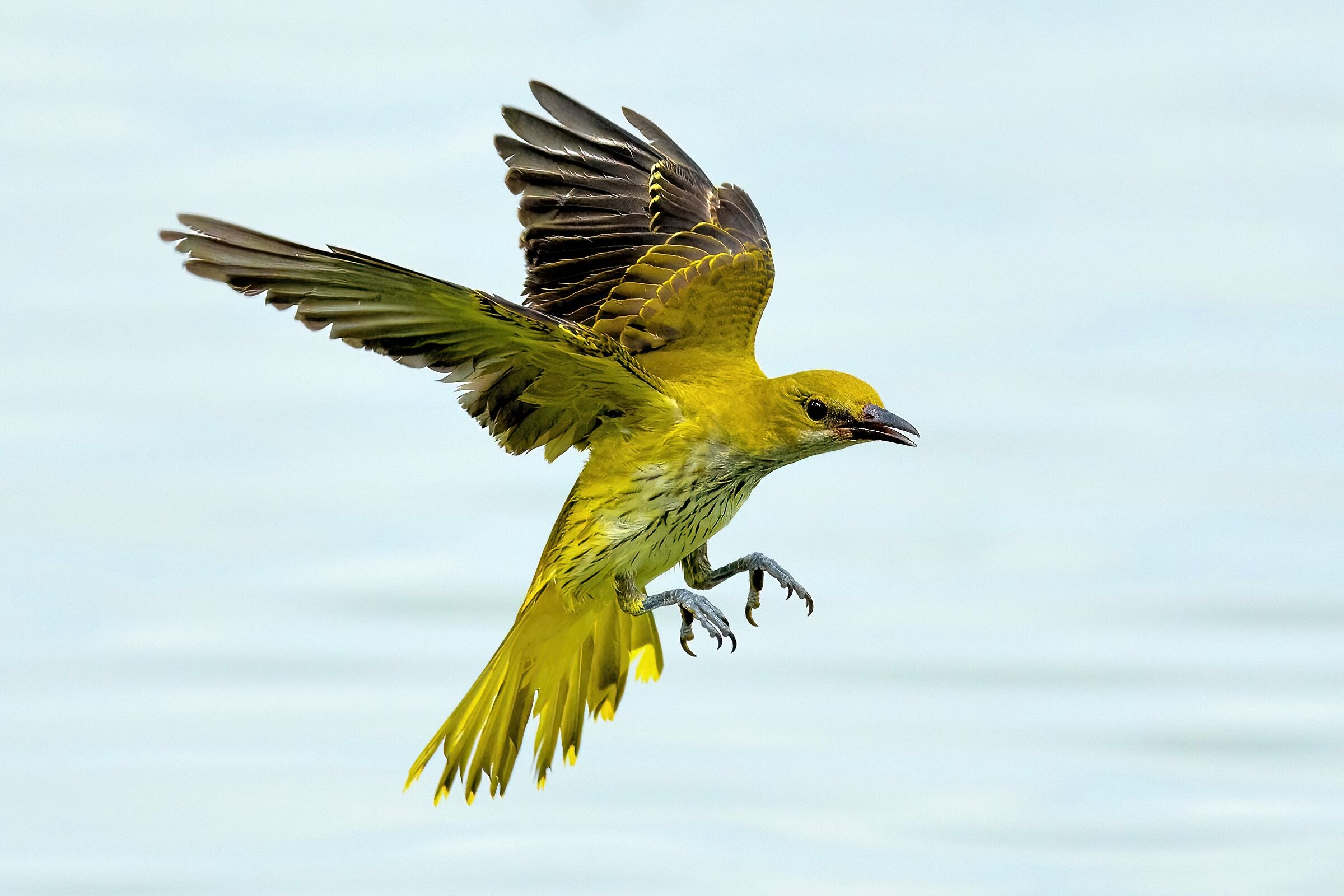 Rigogolo (Oriolus oriolus)