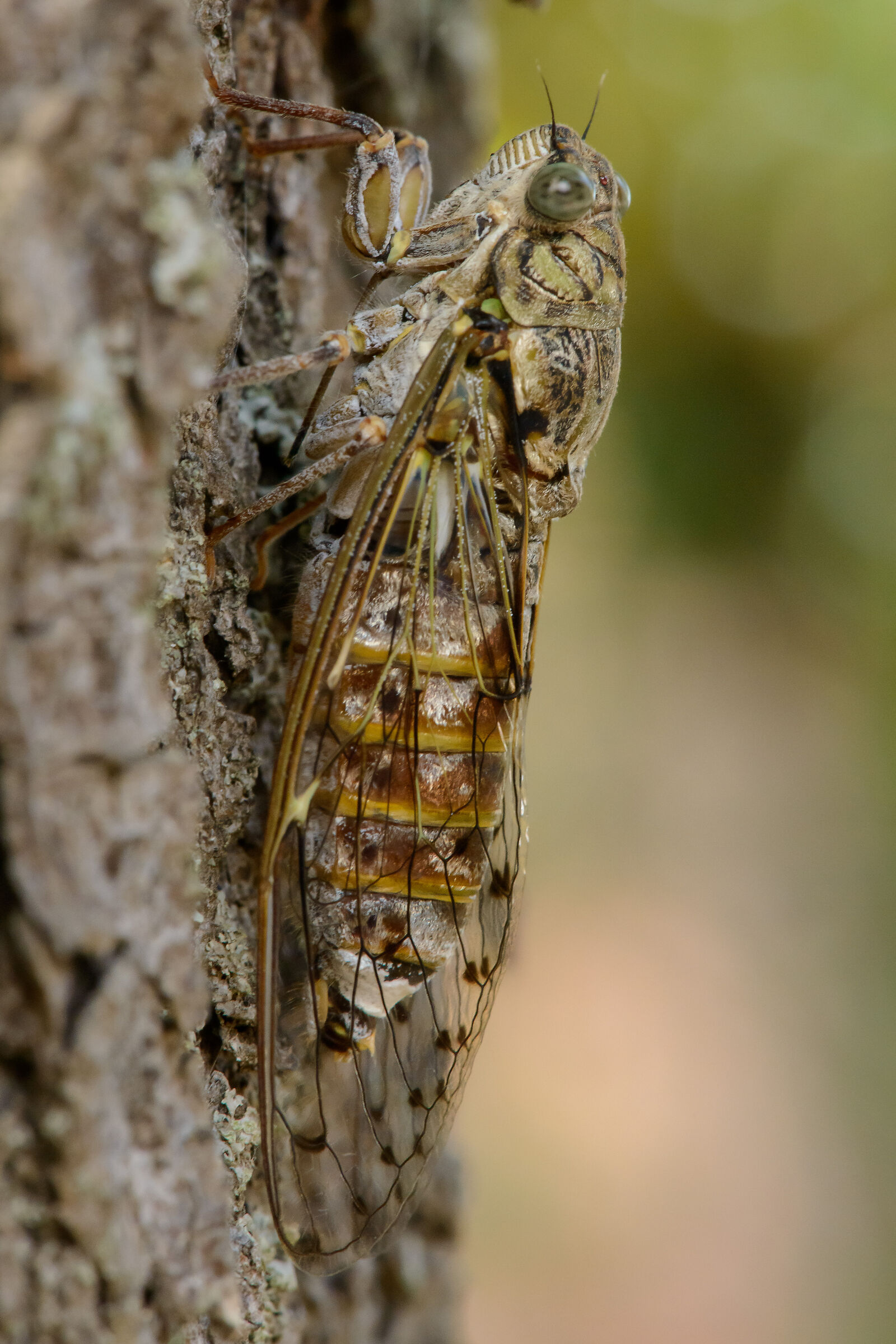 Cicada