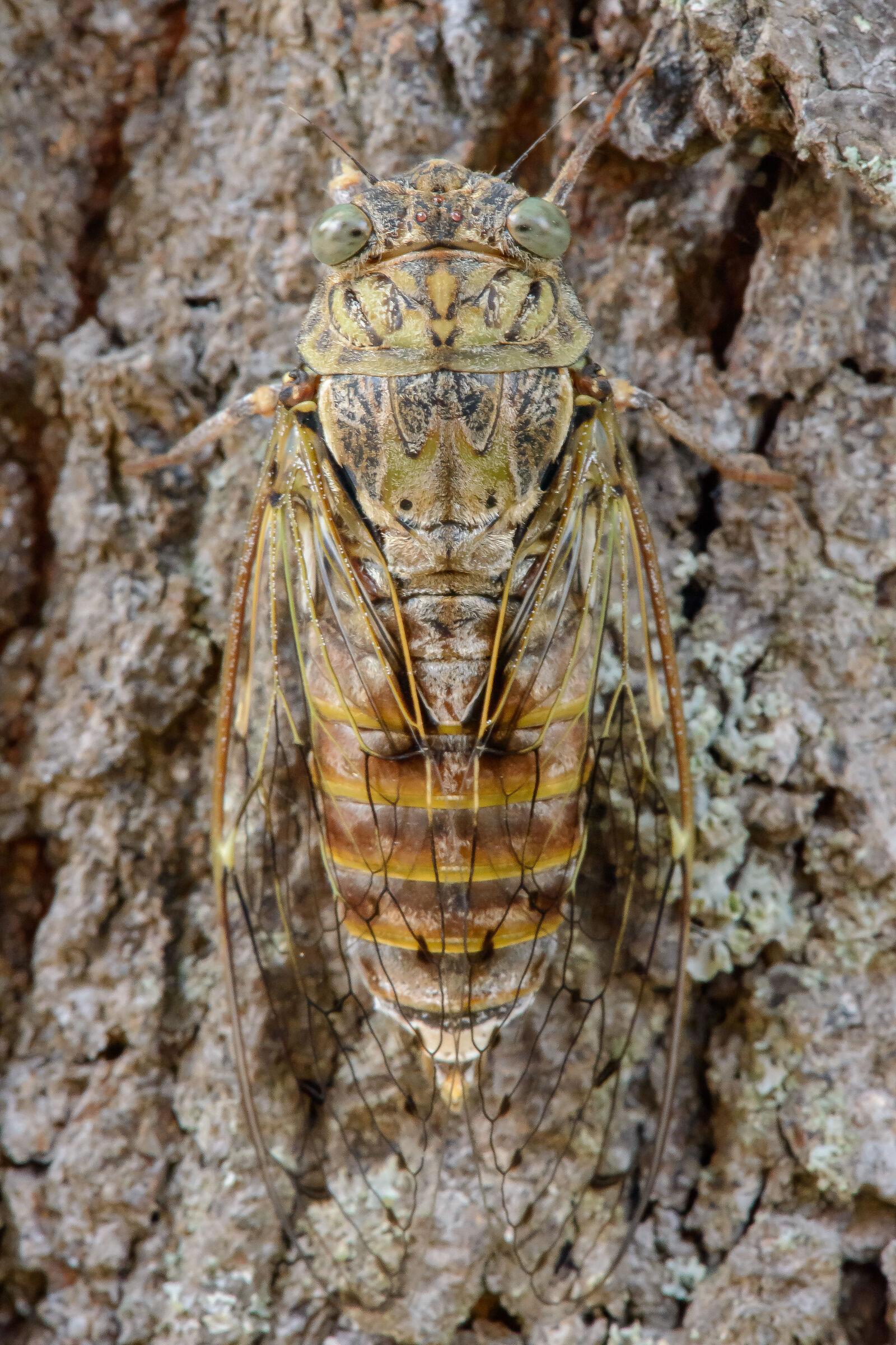 Cicada