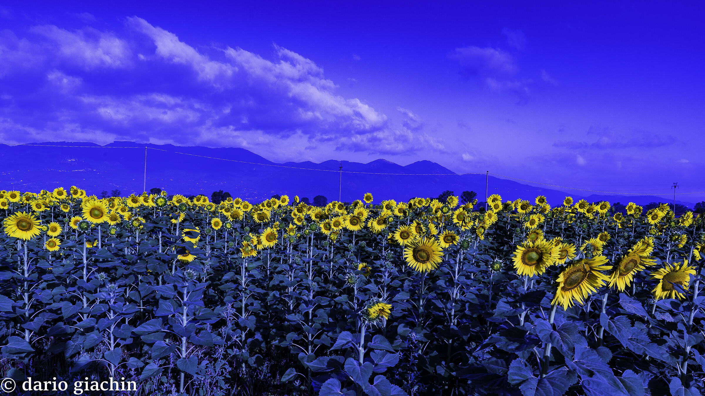Sunflowers in a fantasy context