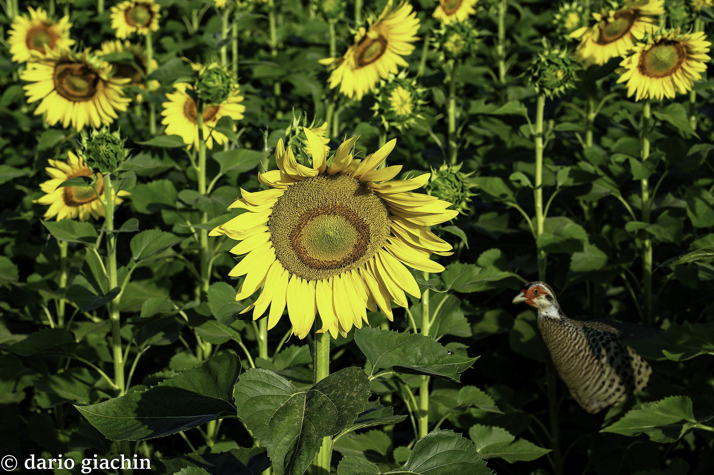 sunflower with surprise