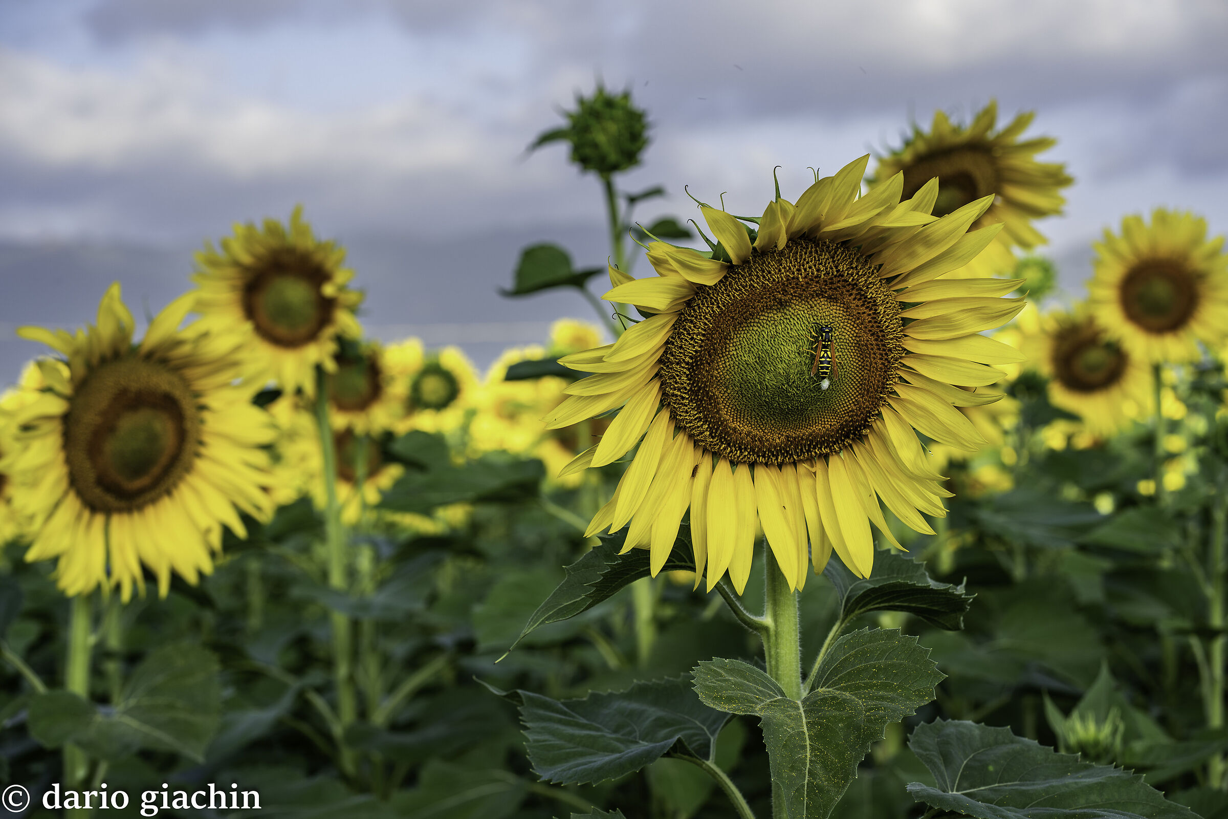 sunflower with bee