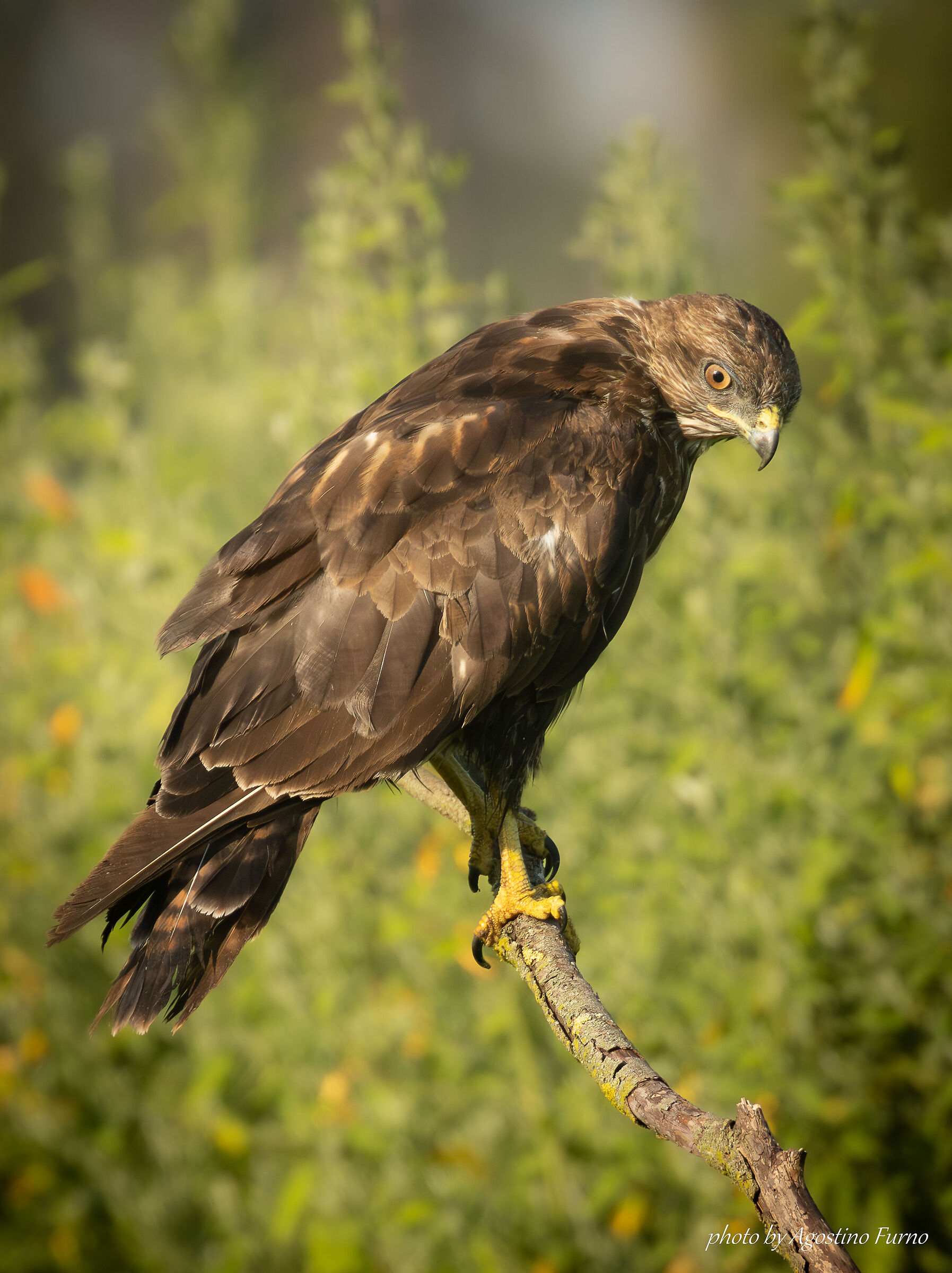 Buzzard
