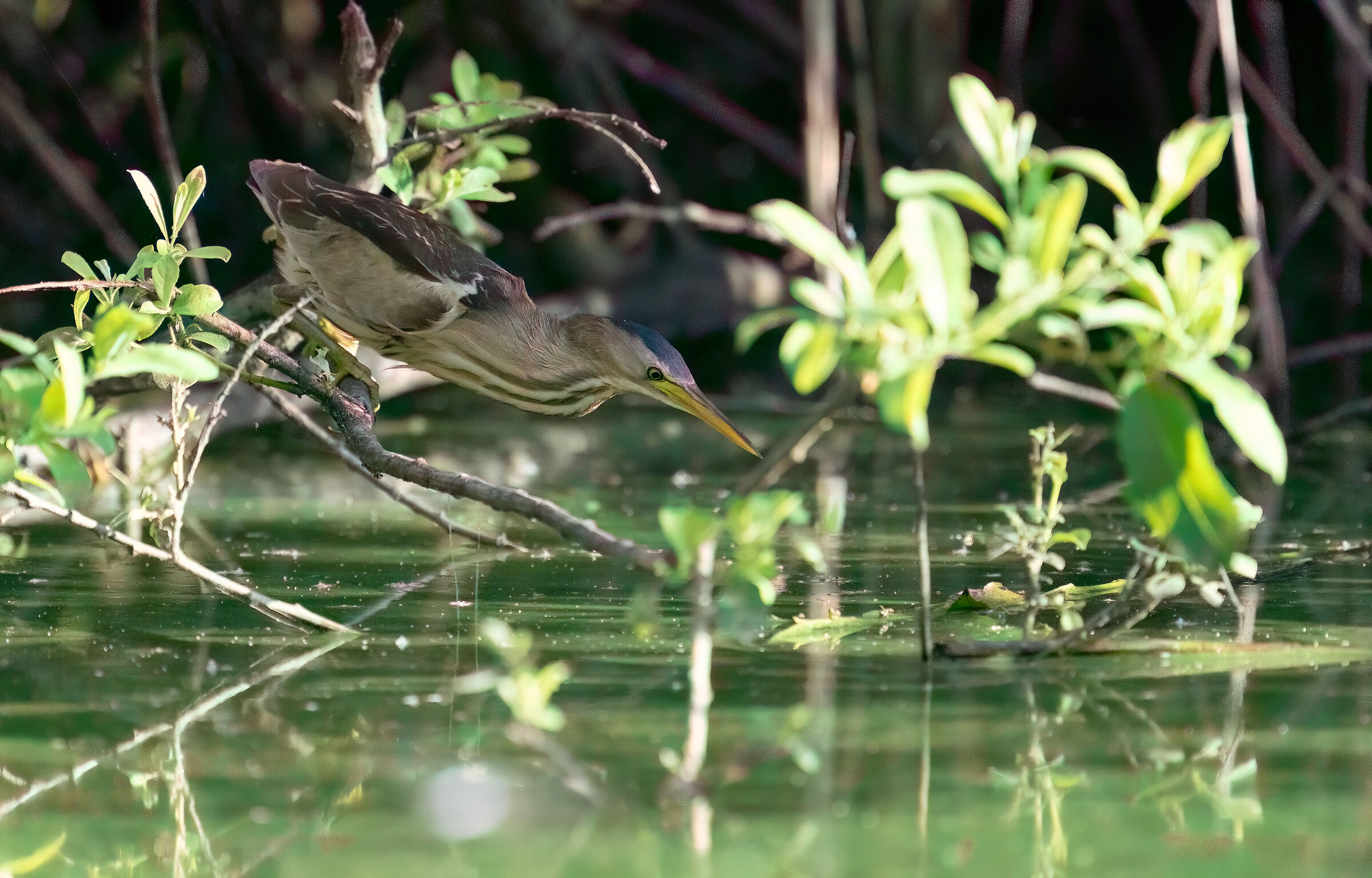 Little bittern in hunting