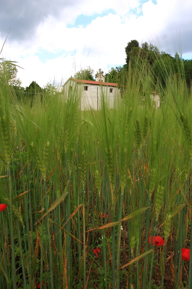 La chiesa nel grano