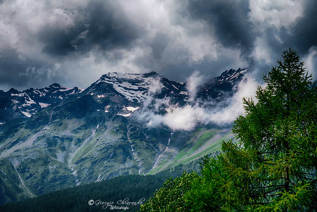 Monte Vioz (Gruppo Ortles-Cevedale)