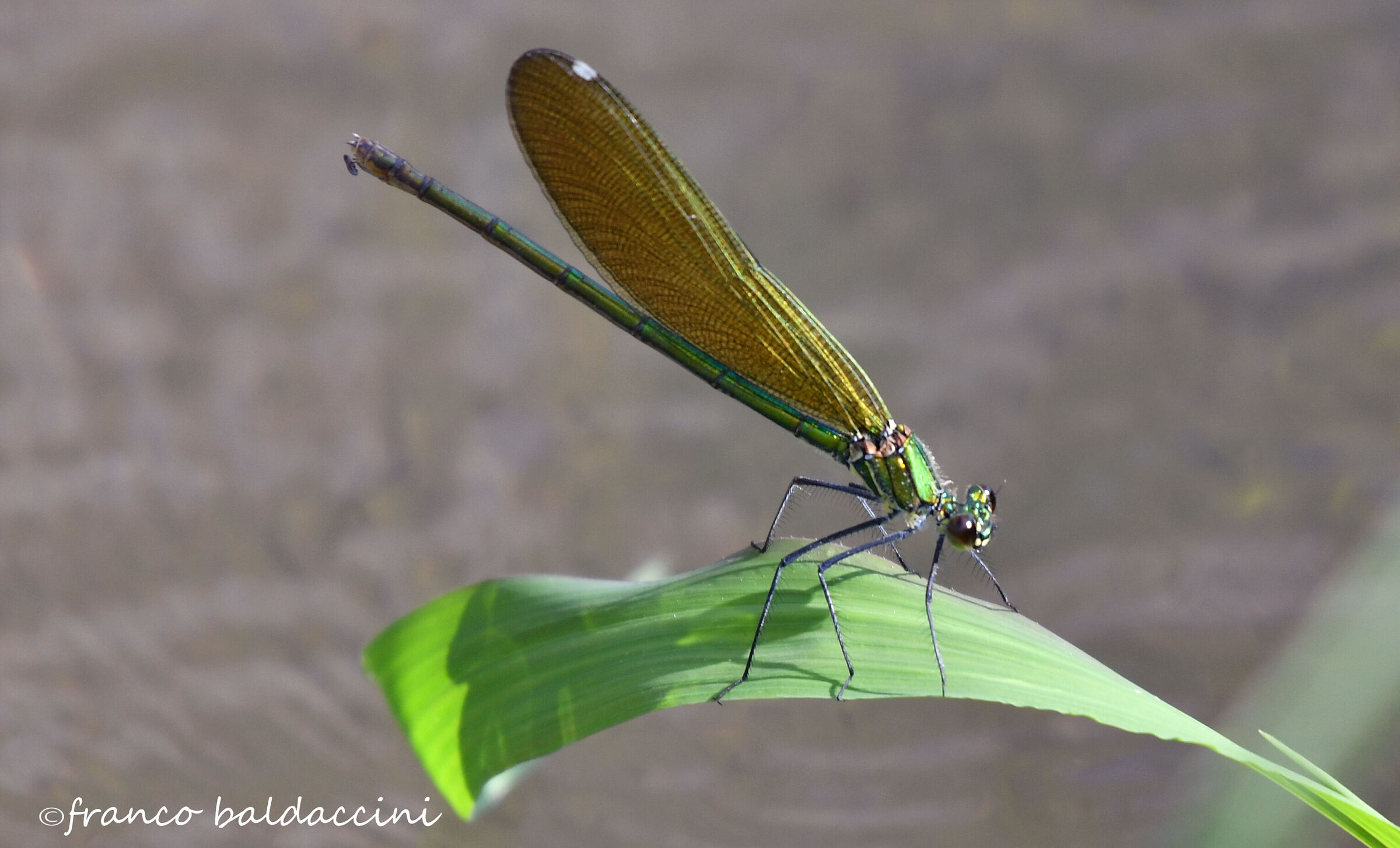 Dragonfly.