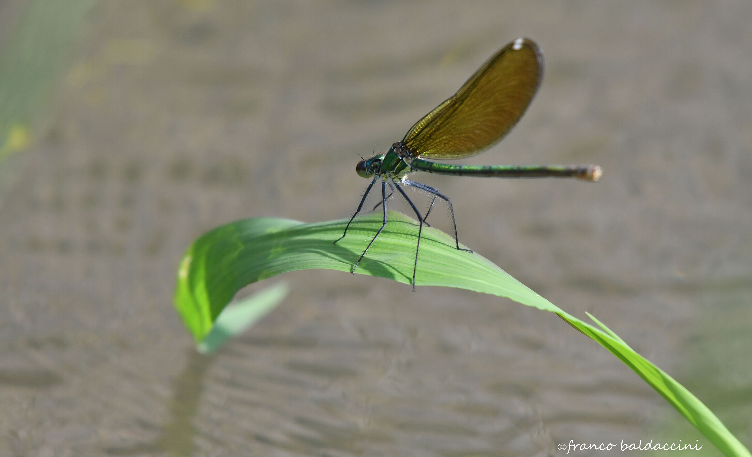 Dragonfly.