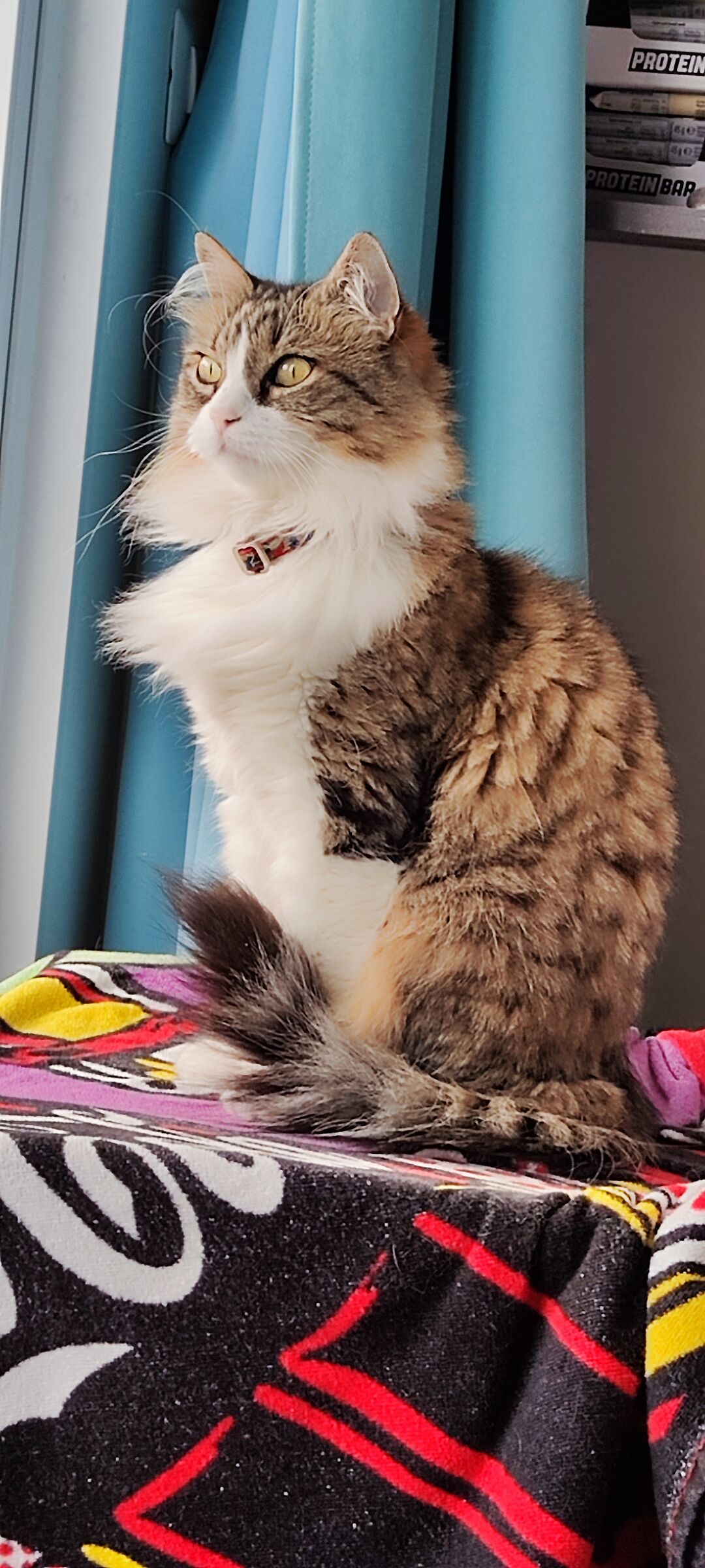 Minnie, the little Siberian lookout.