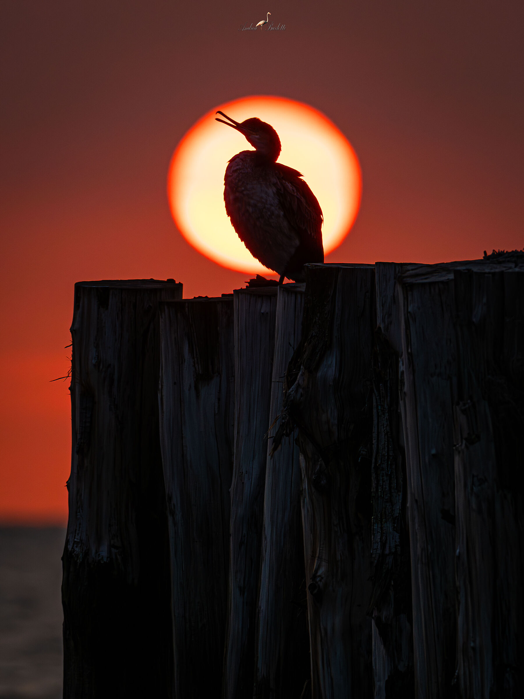 Magic Dawn