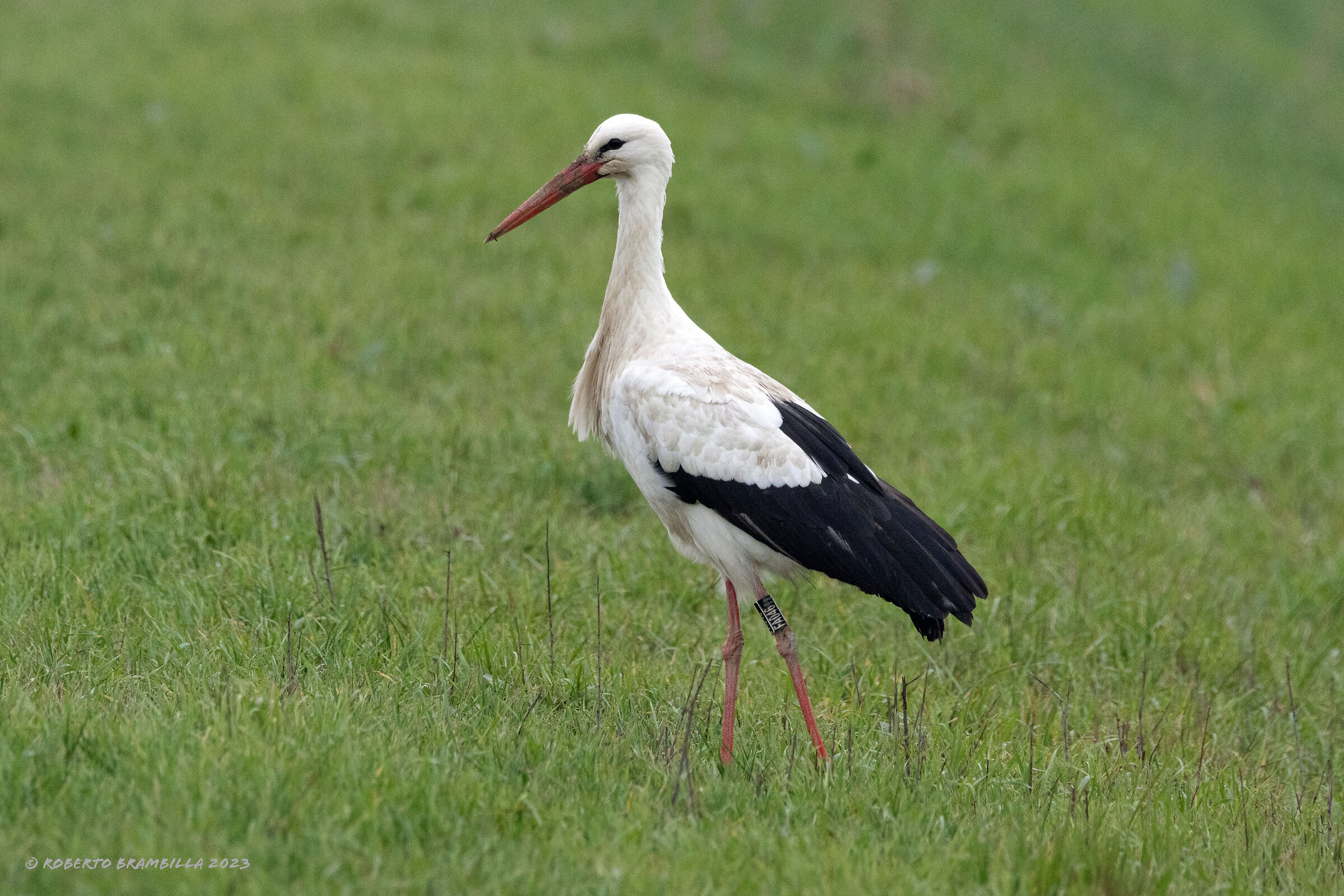 Stork