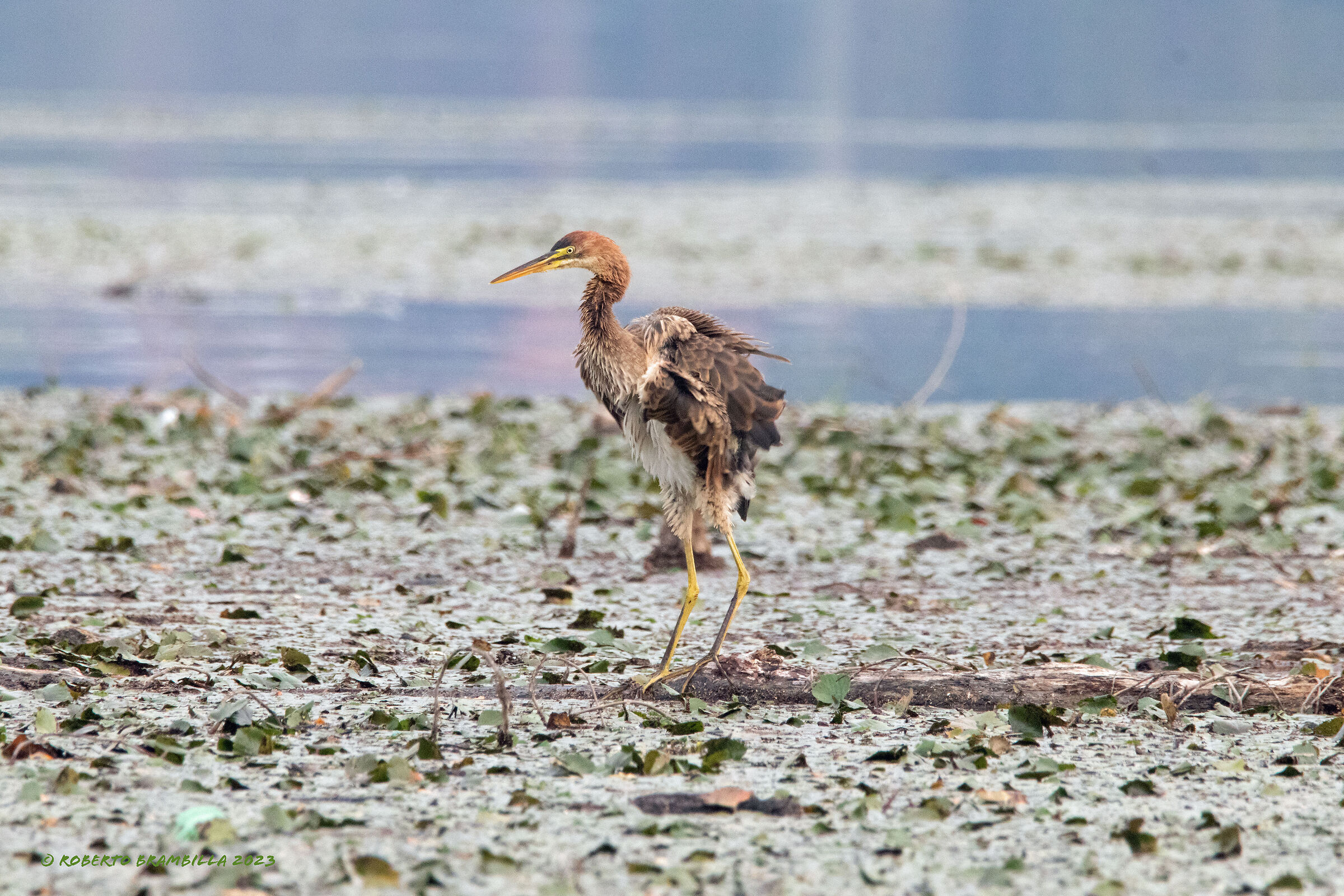 Purple heron