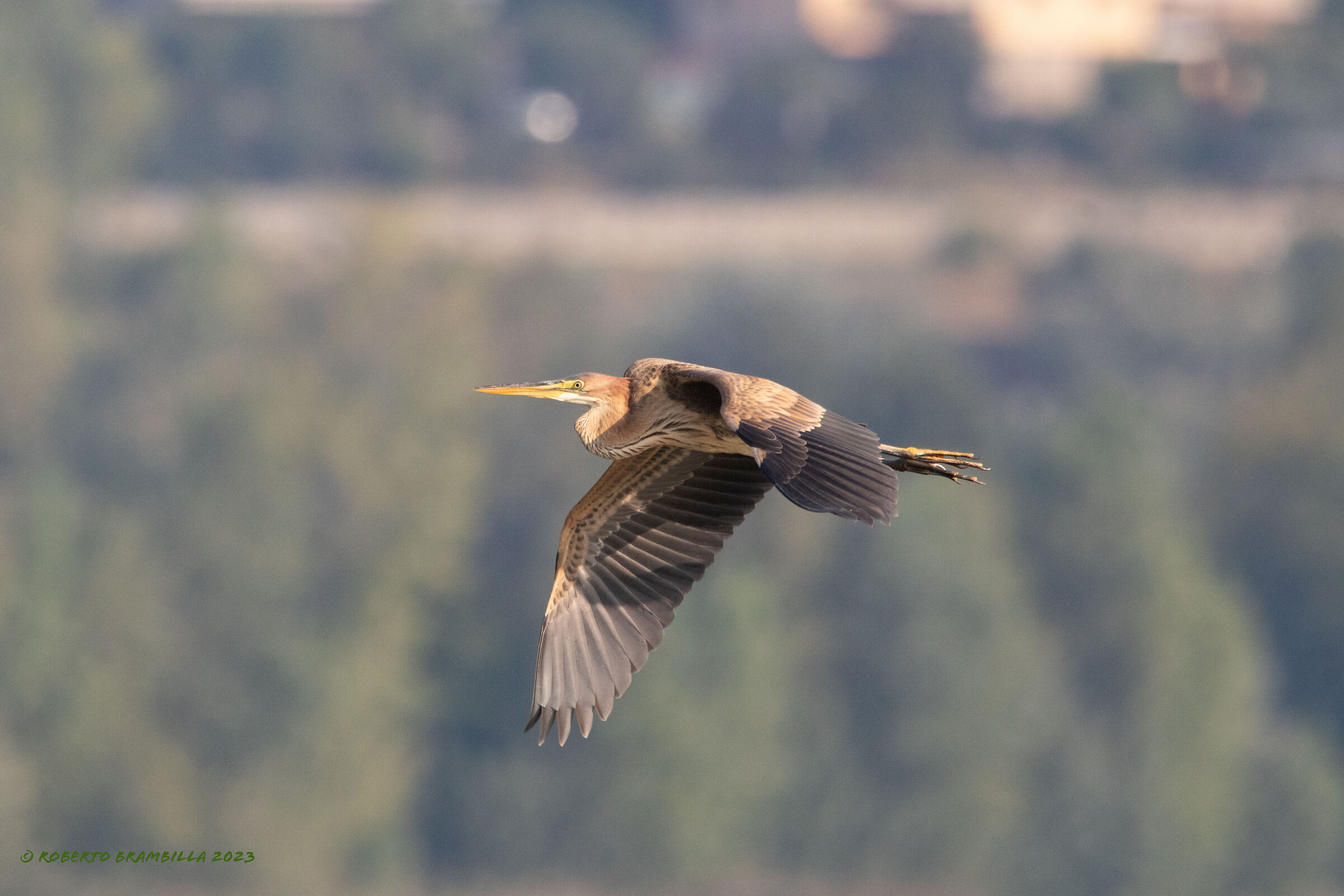 Purple heron