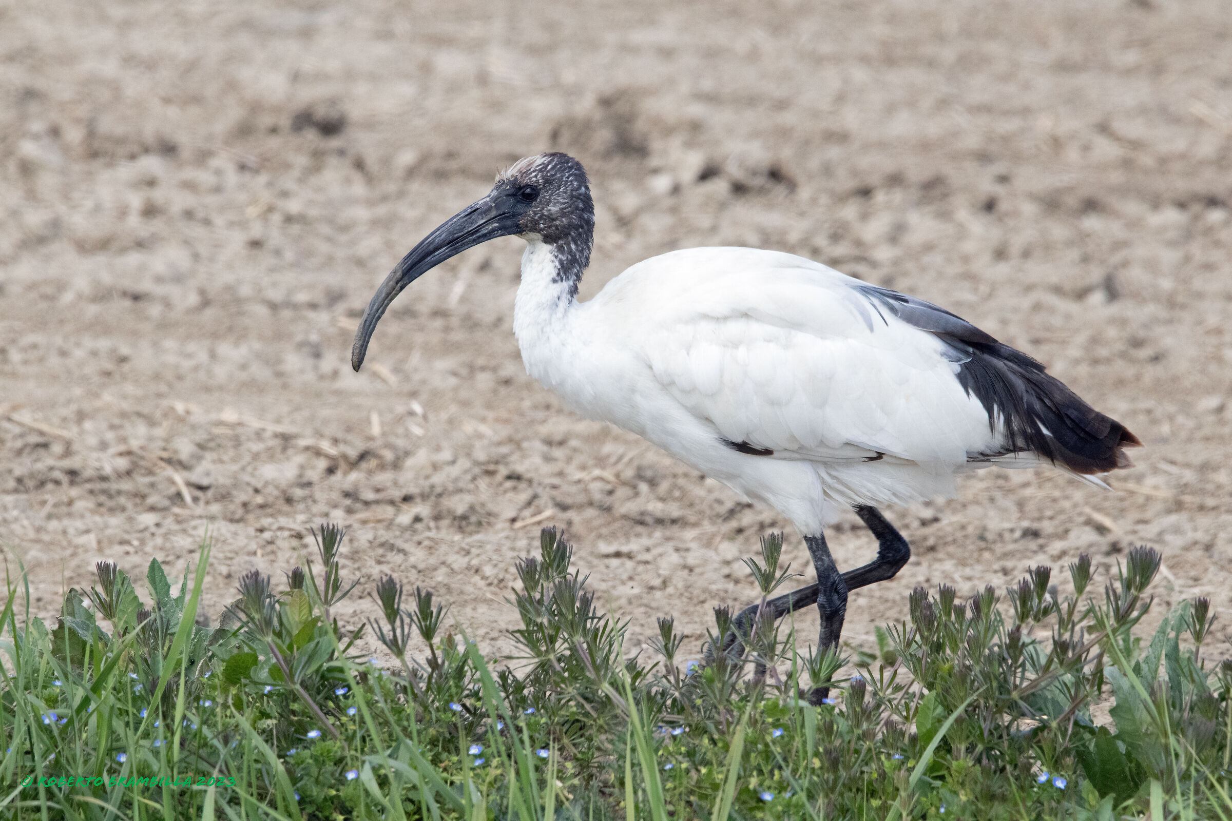 Ibis
