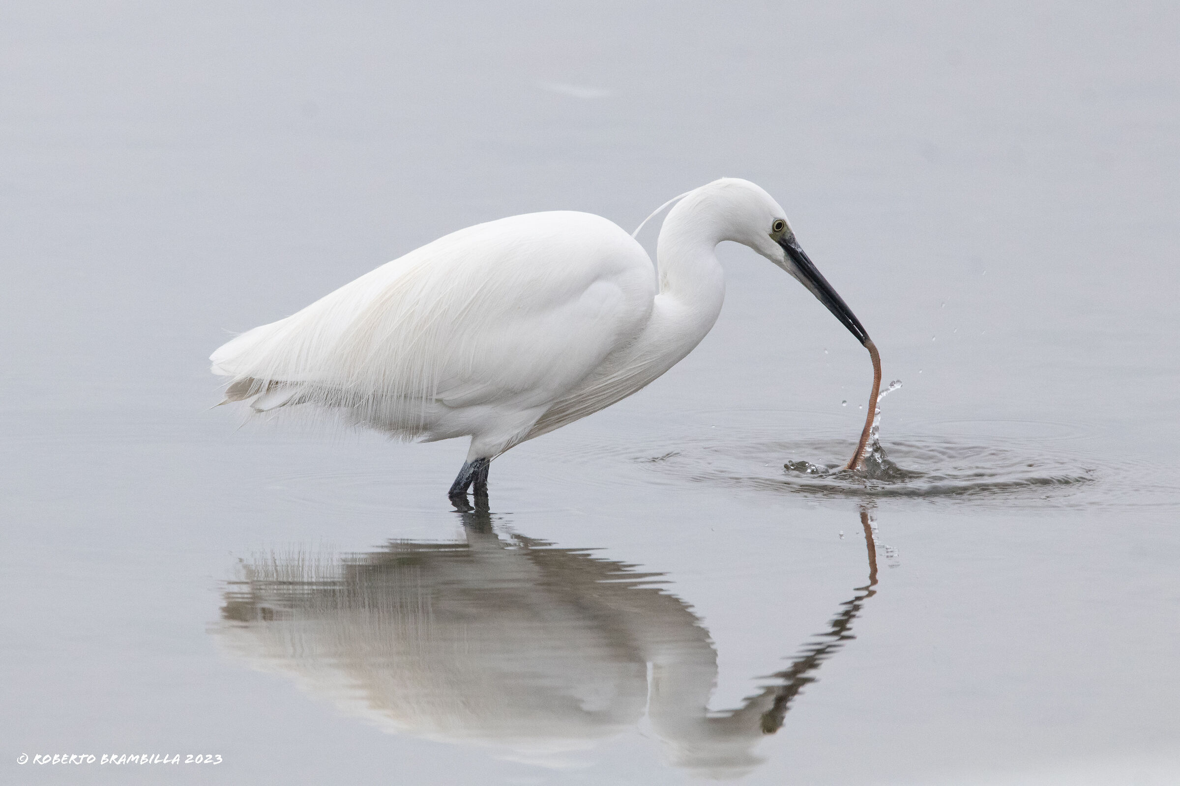 Egret