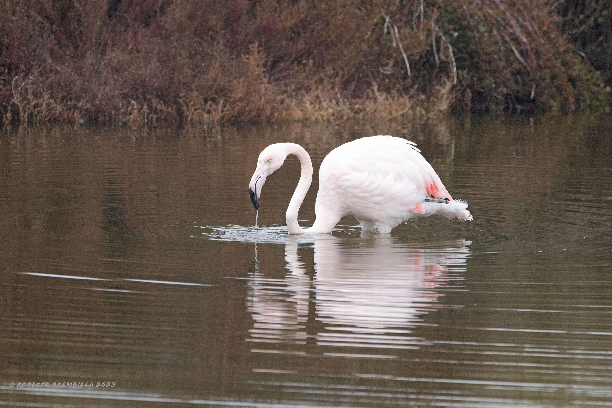Flamingo