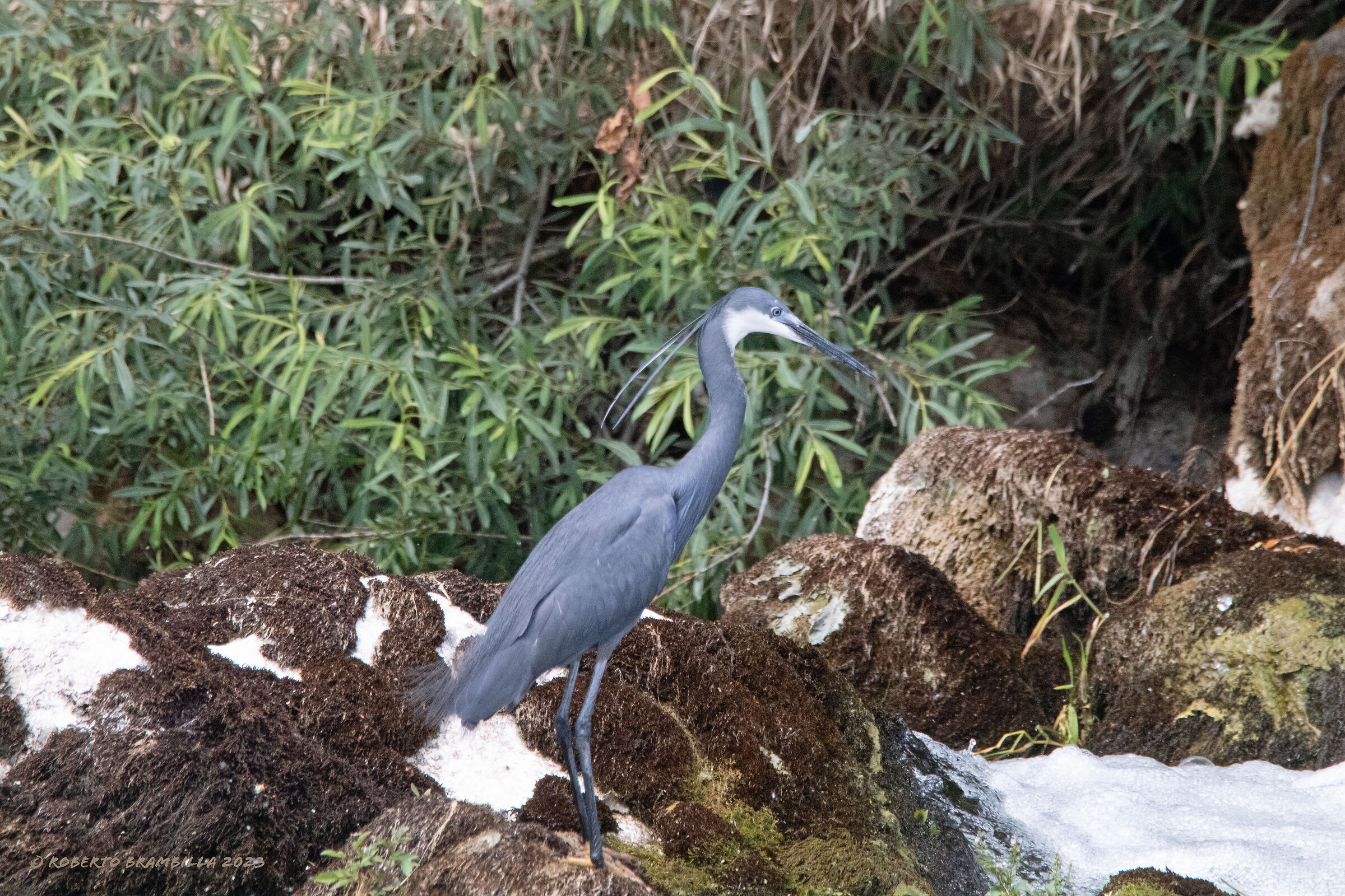 Schistaceous Heron