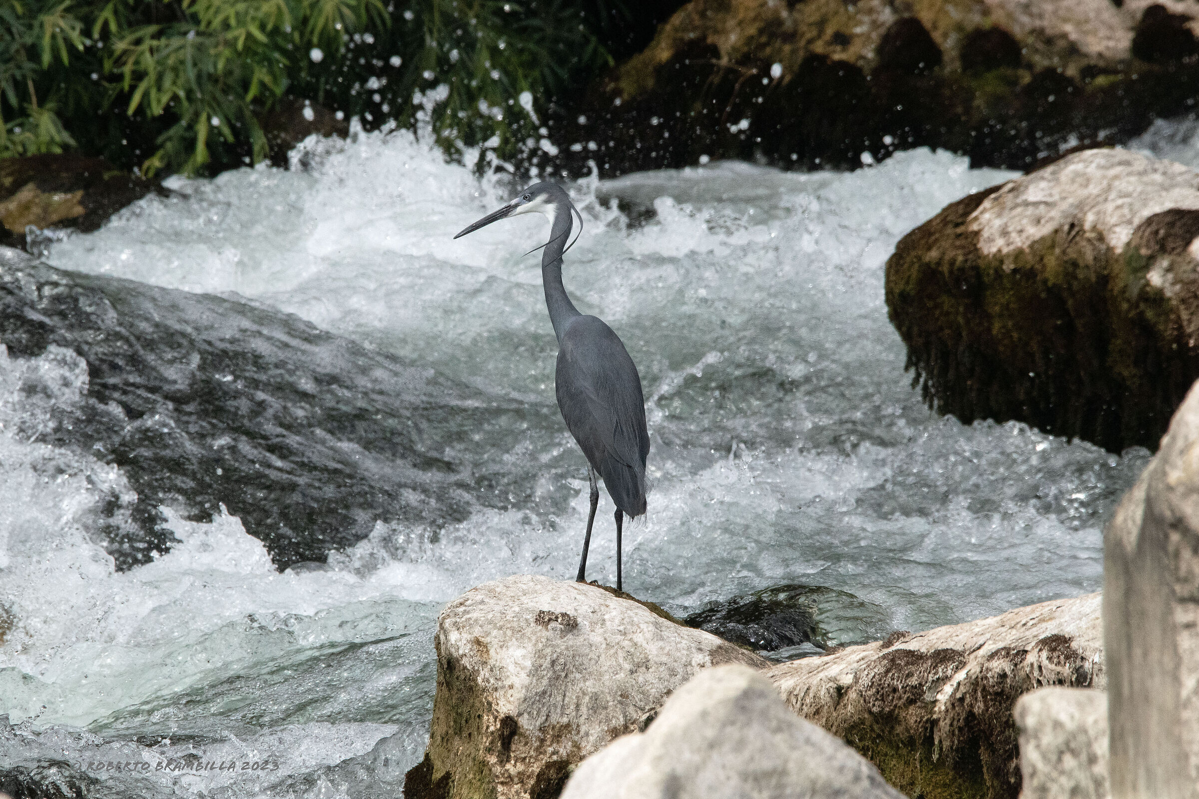 Schistaceous Heron