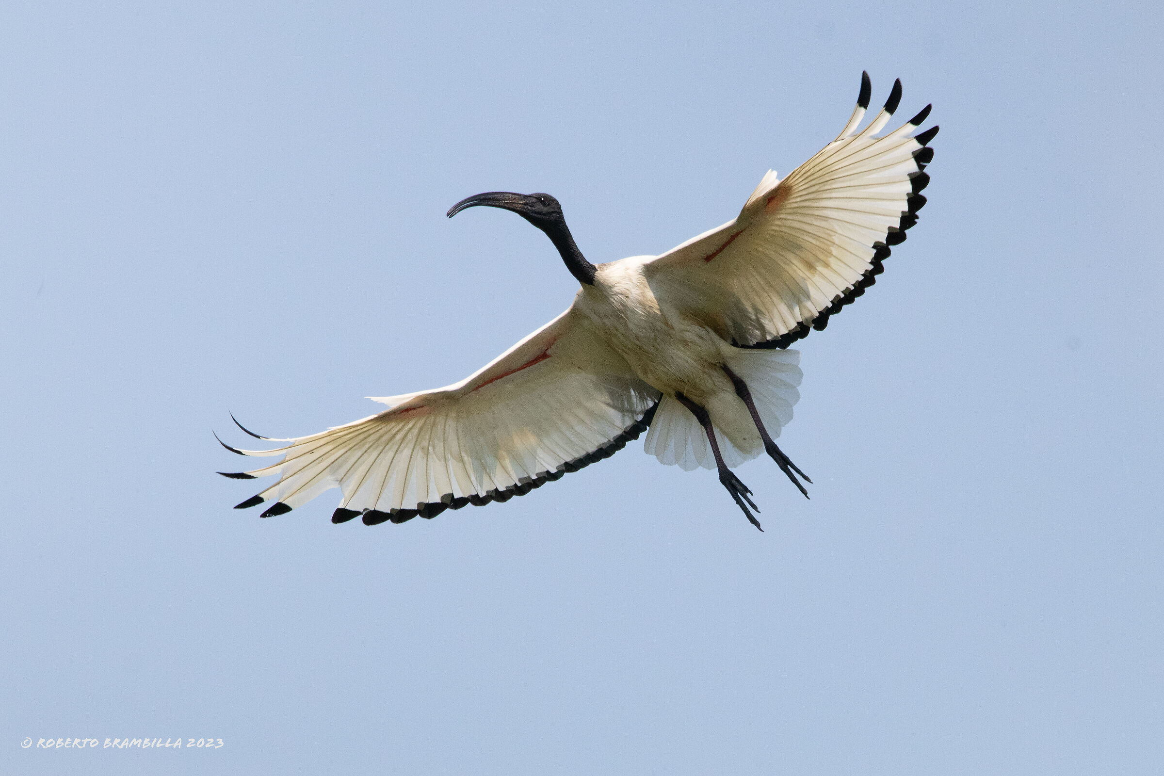 Ibis