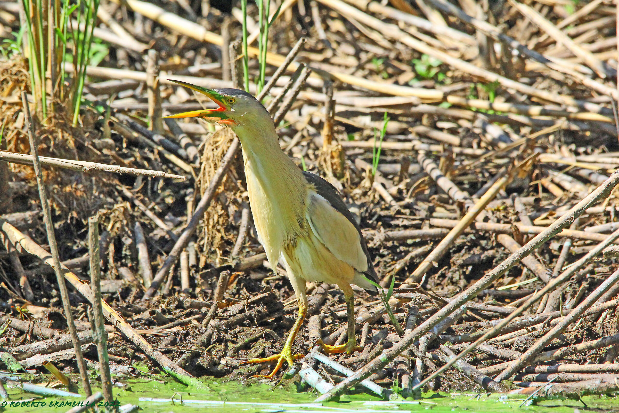 Little bittern