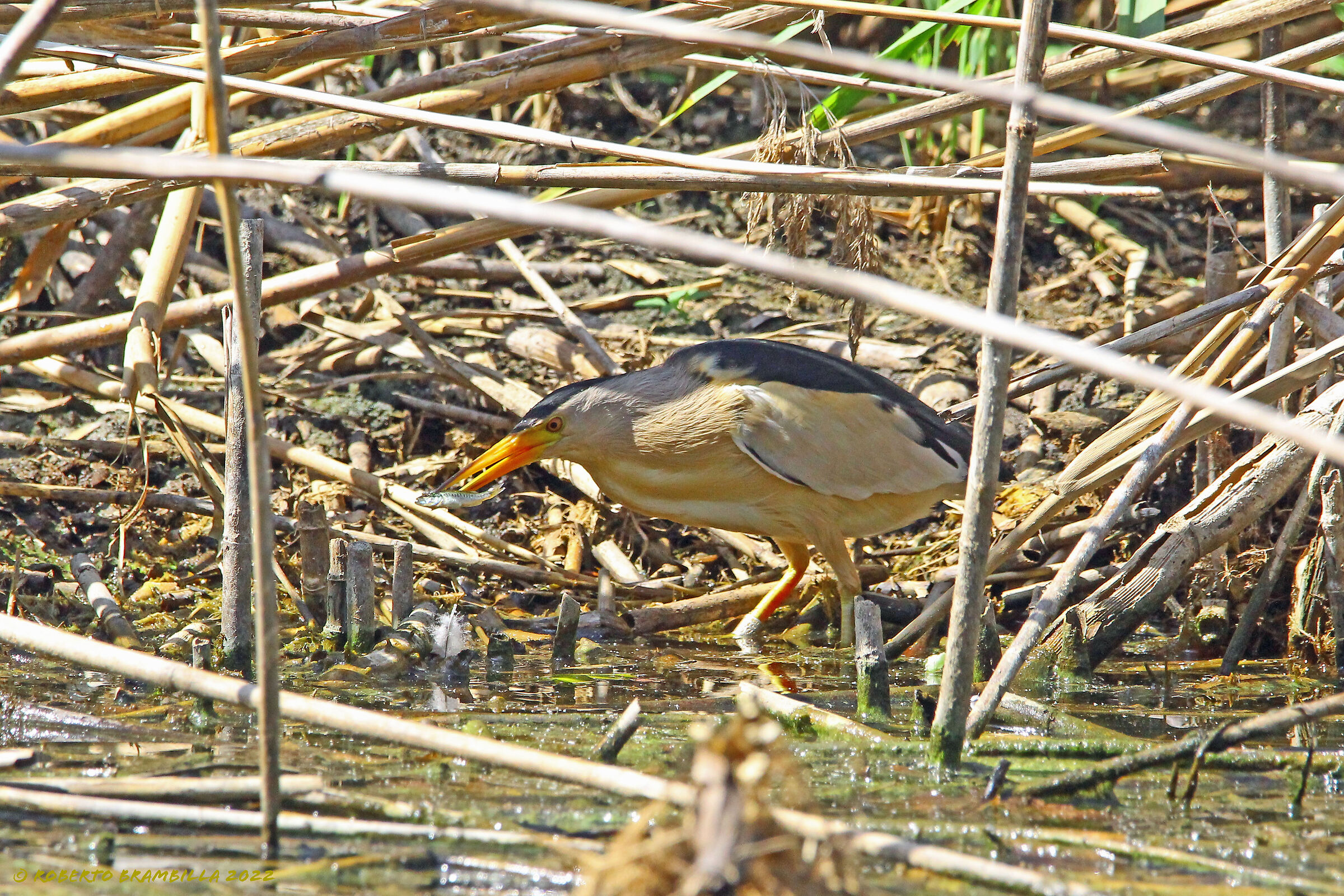 Little bittern