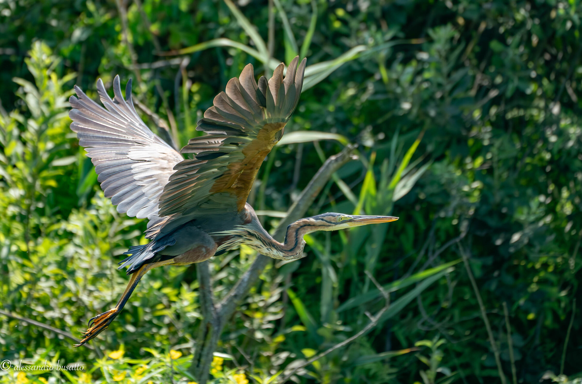 Purple heron