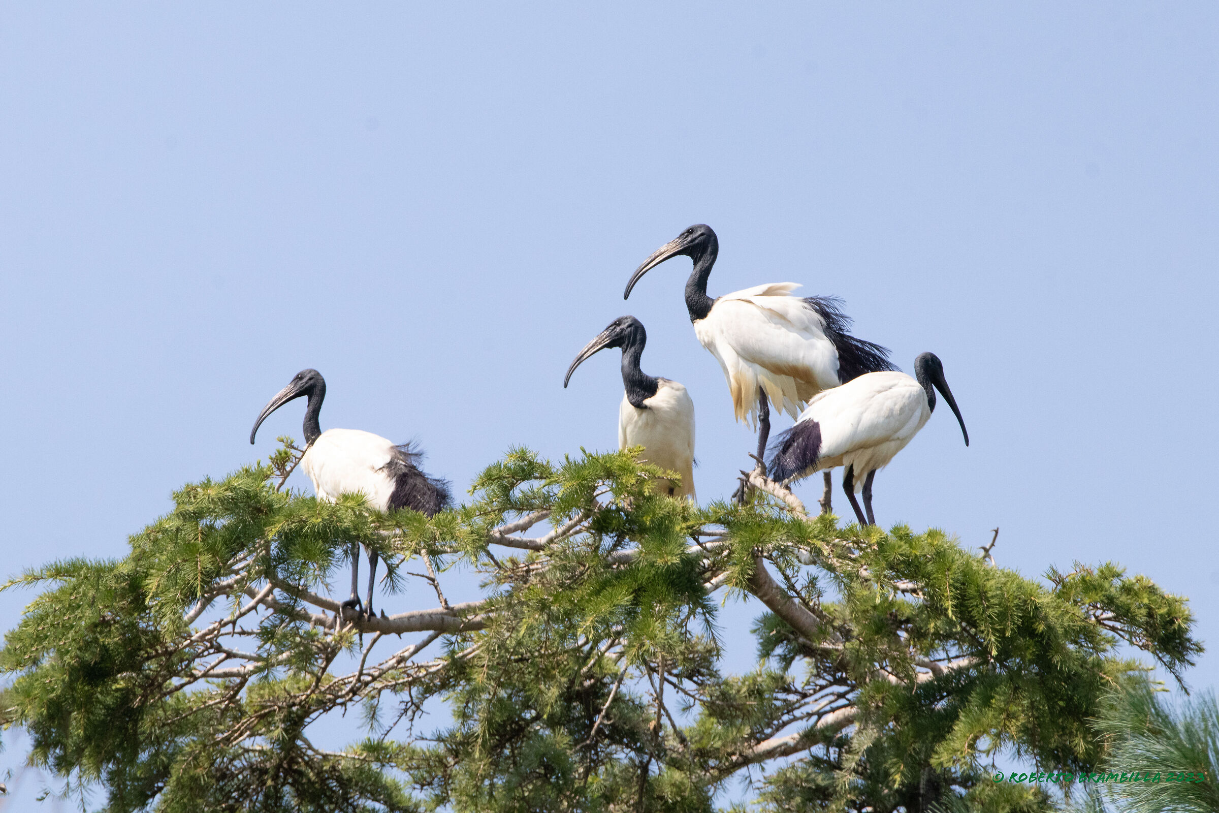 Heronry