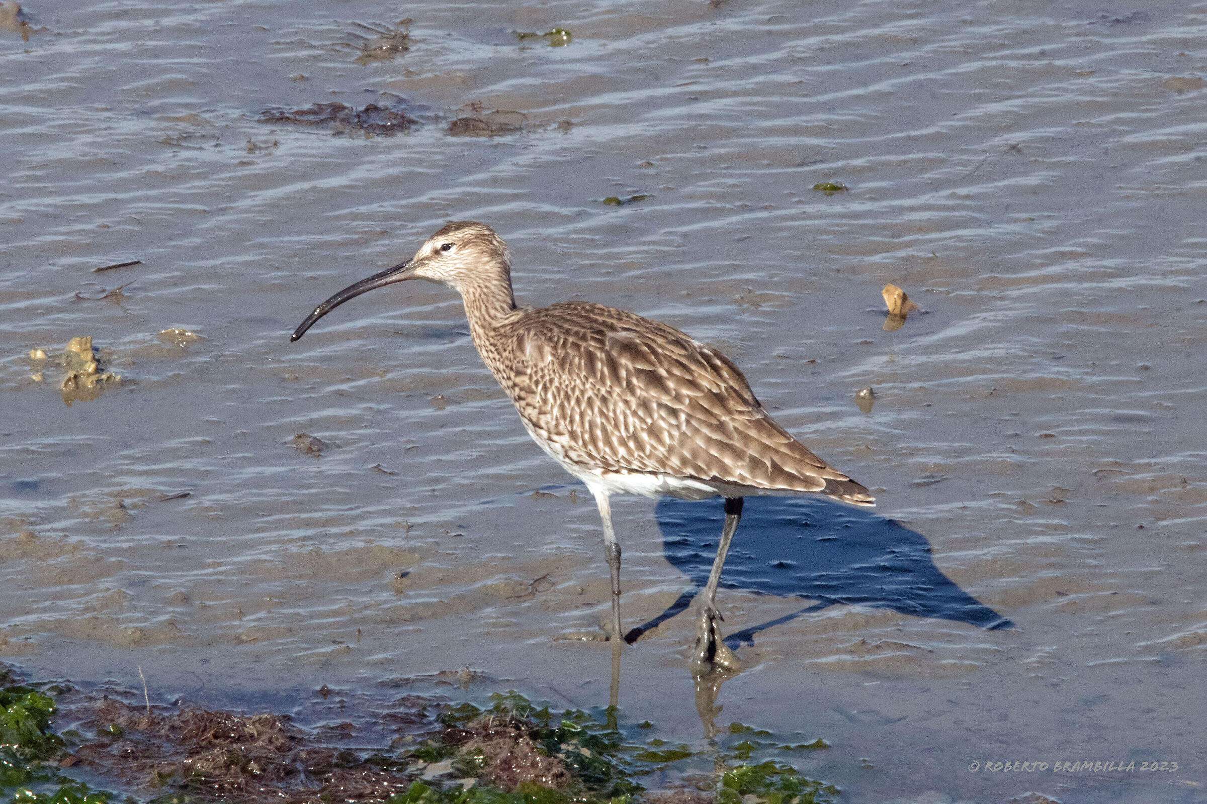 Curlew