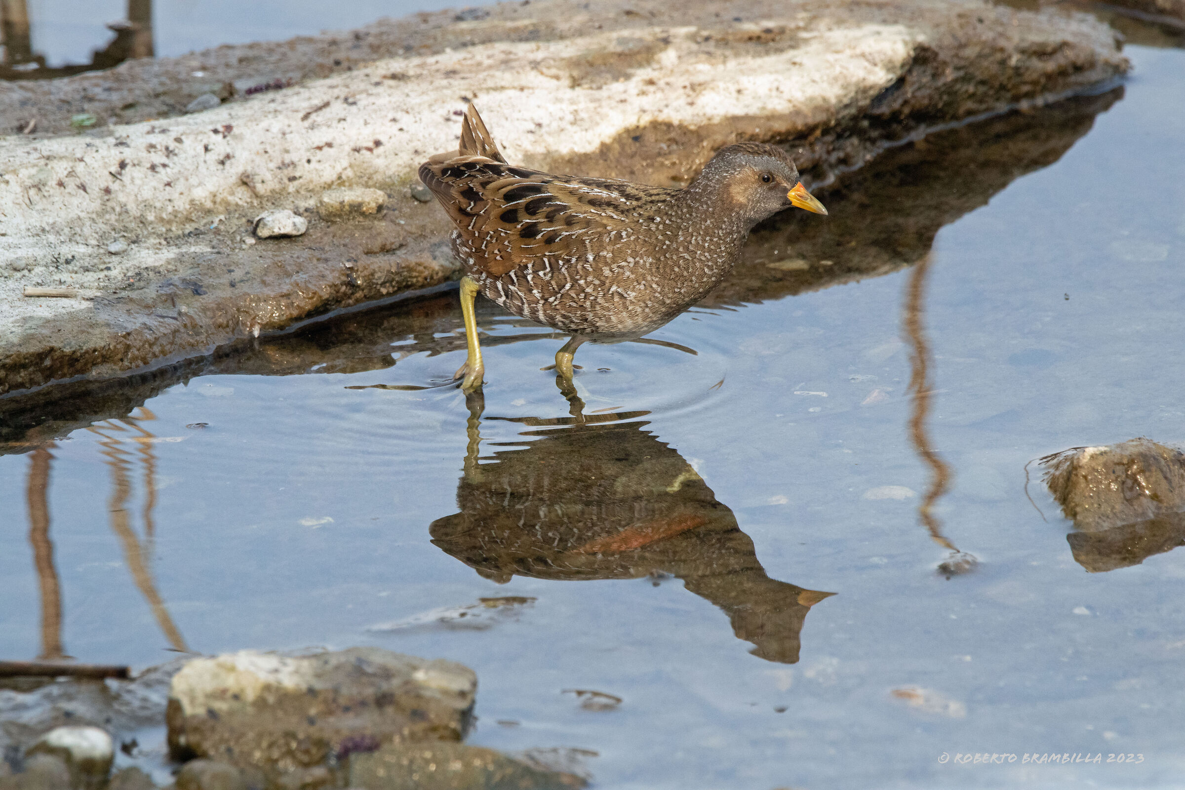 Spotted crake