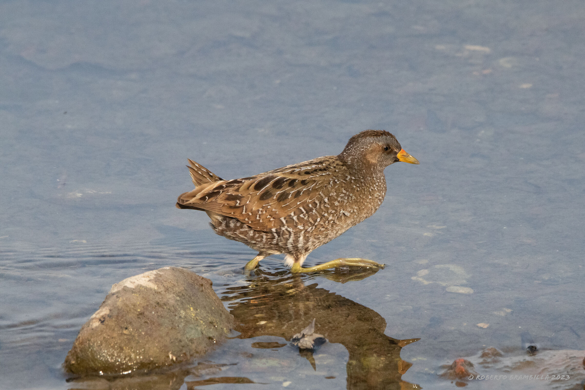 Spotted crake