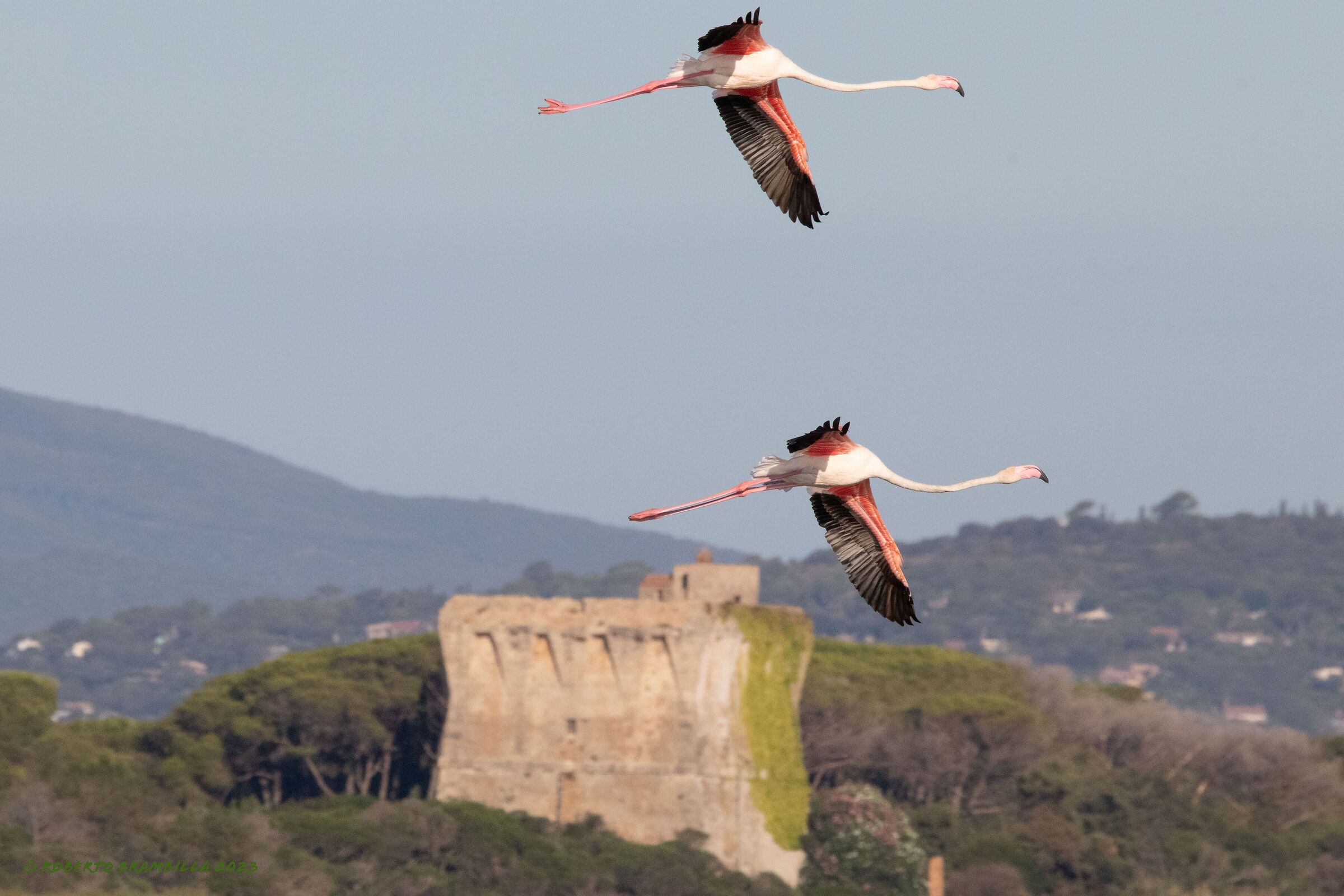 Flamingos in Burano at dawn....