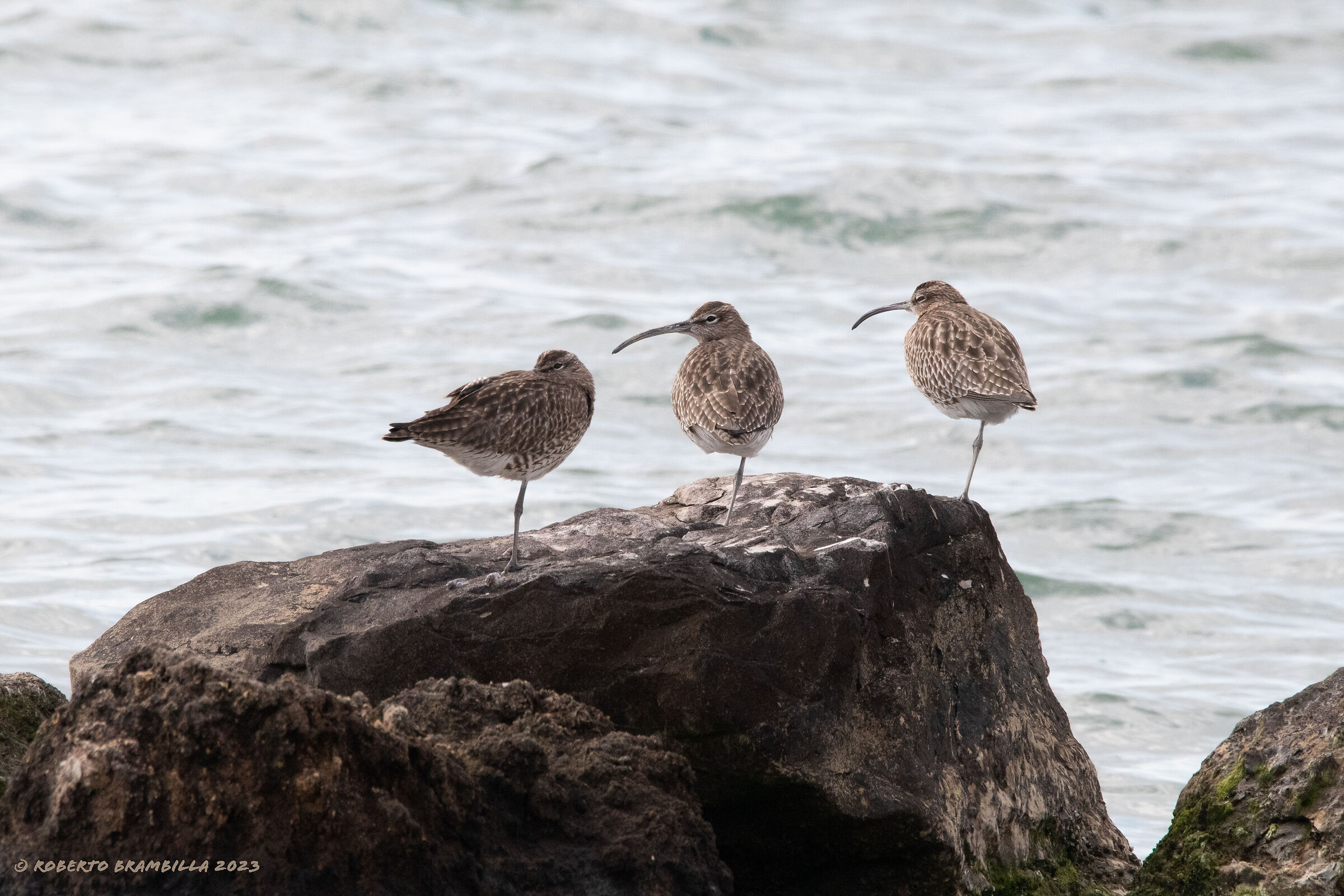 Curlews