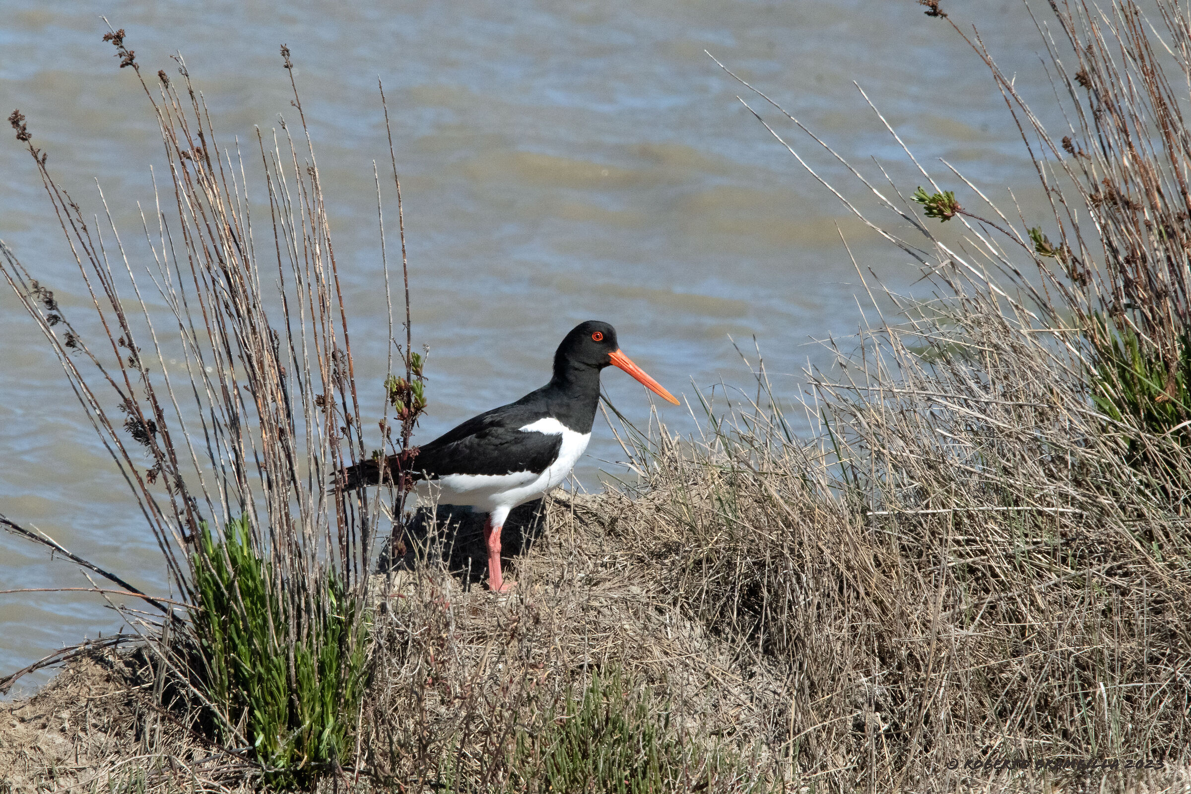 Oystercatcher