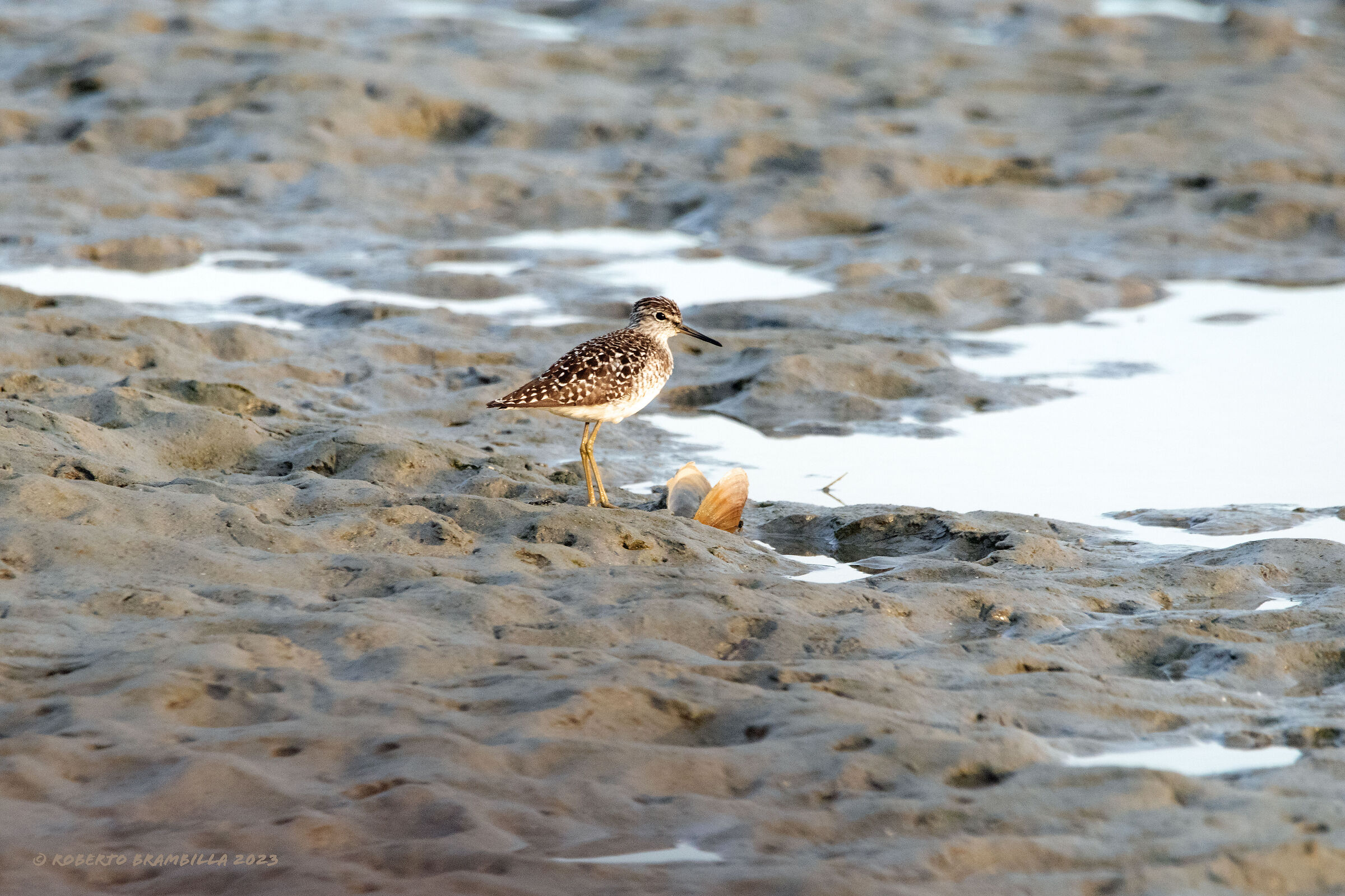 Sandpiper Pyro