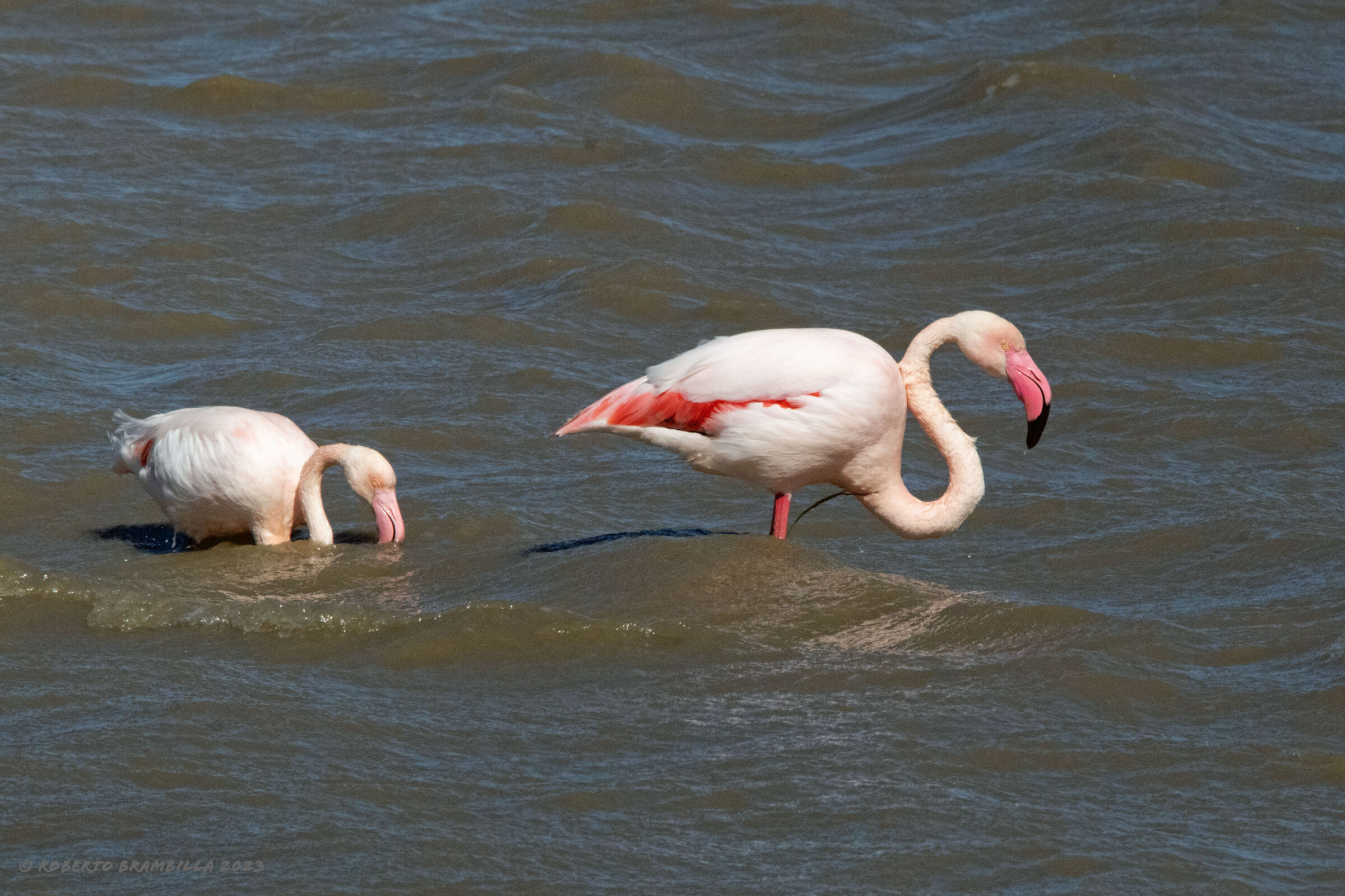 Flamingoes