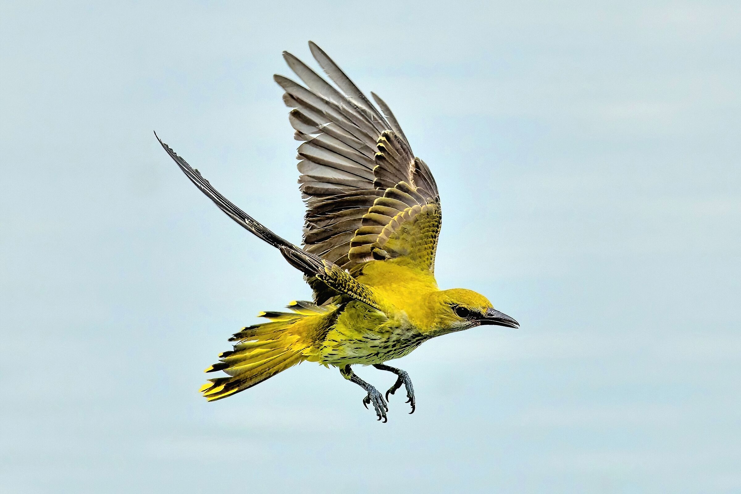 Rigogolo (Oriolus oriolus)