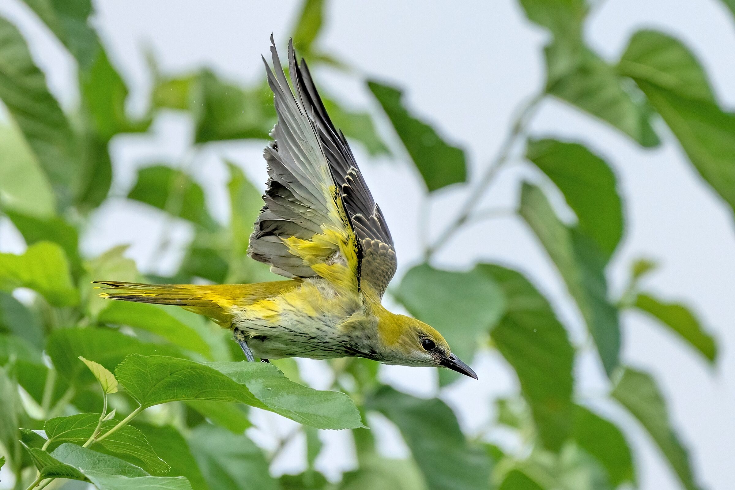 Rigogolo (Oriolus oriolus)