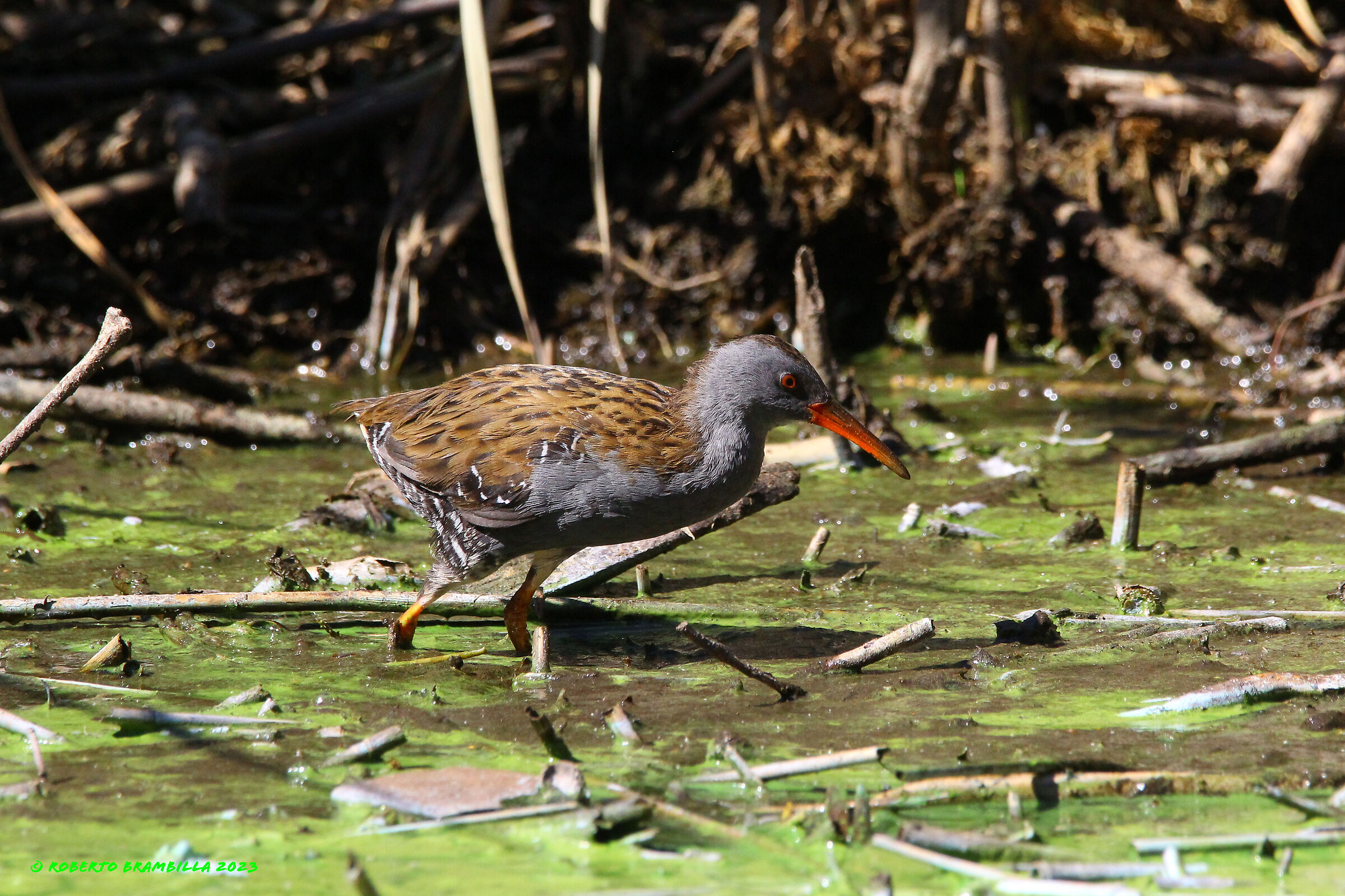 Water rail
