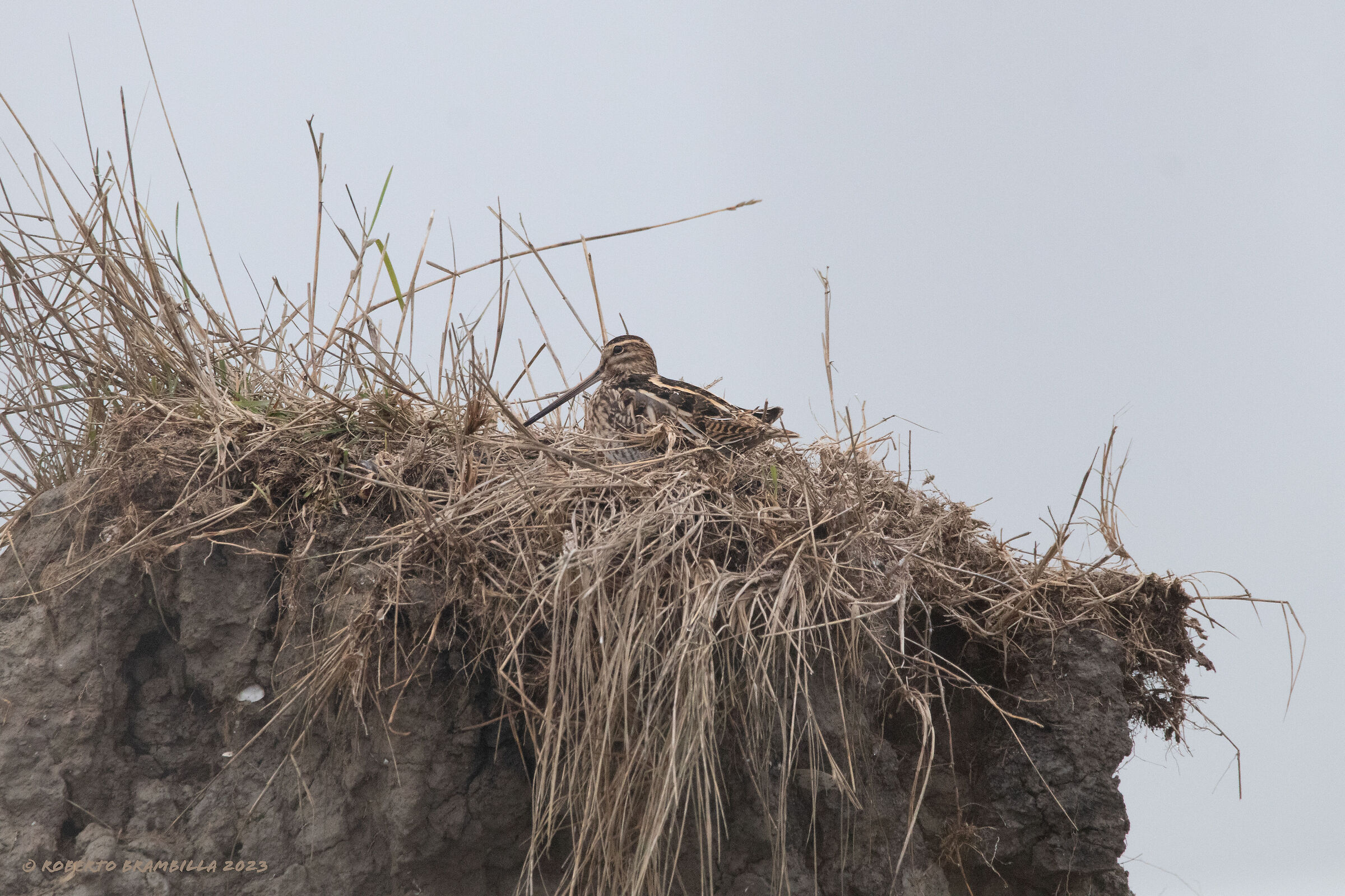 Snipe